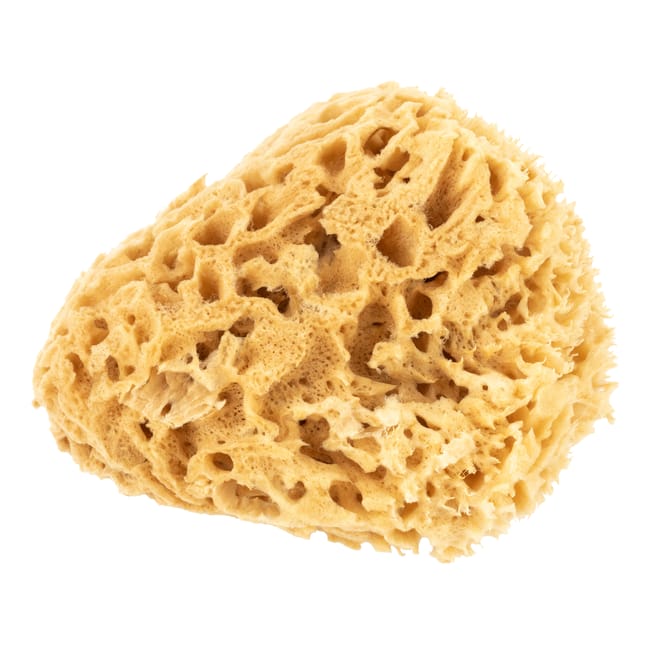 ESPONJA PV32 - 1