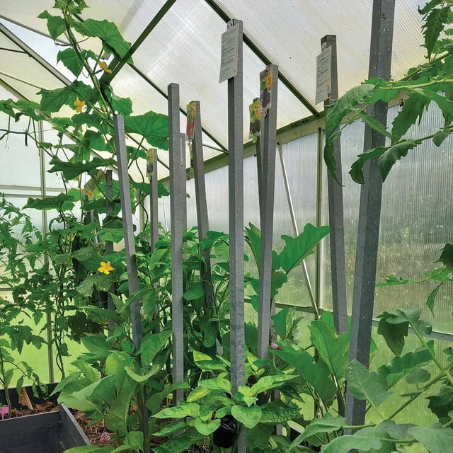 Tuteur tomates REPLACE 2.5X2.5X150 100% recyclé