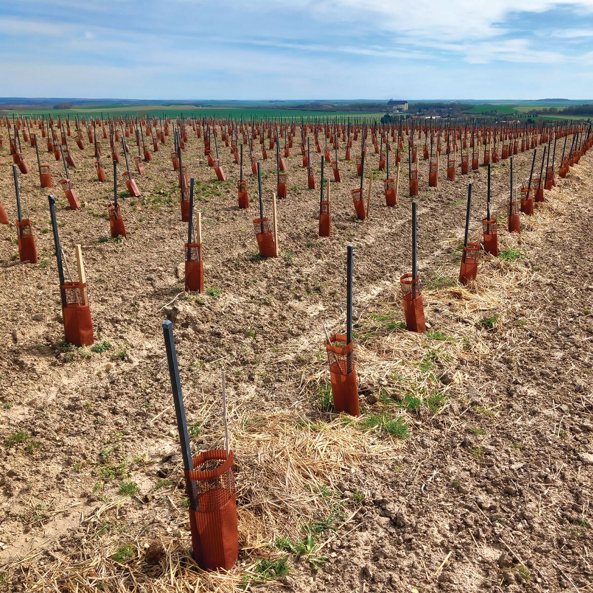 Tuteur tomates REPLACE 2.5X2.5X150 100% recyclé - 2