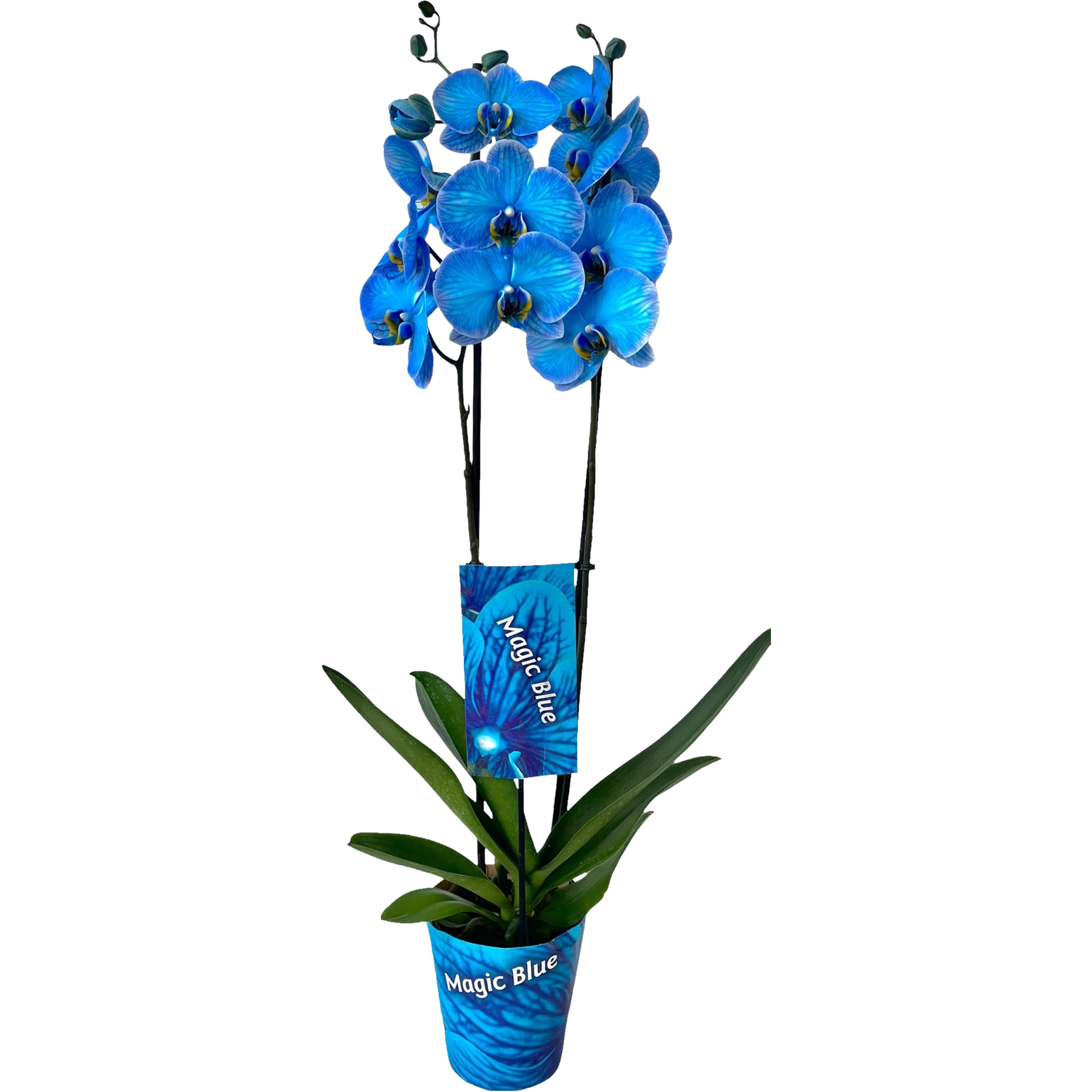 Falenopsis Royal Blue 2 pędy 55-70 cm