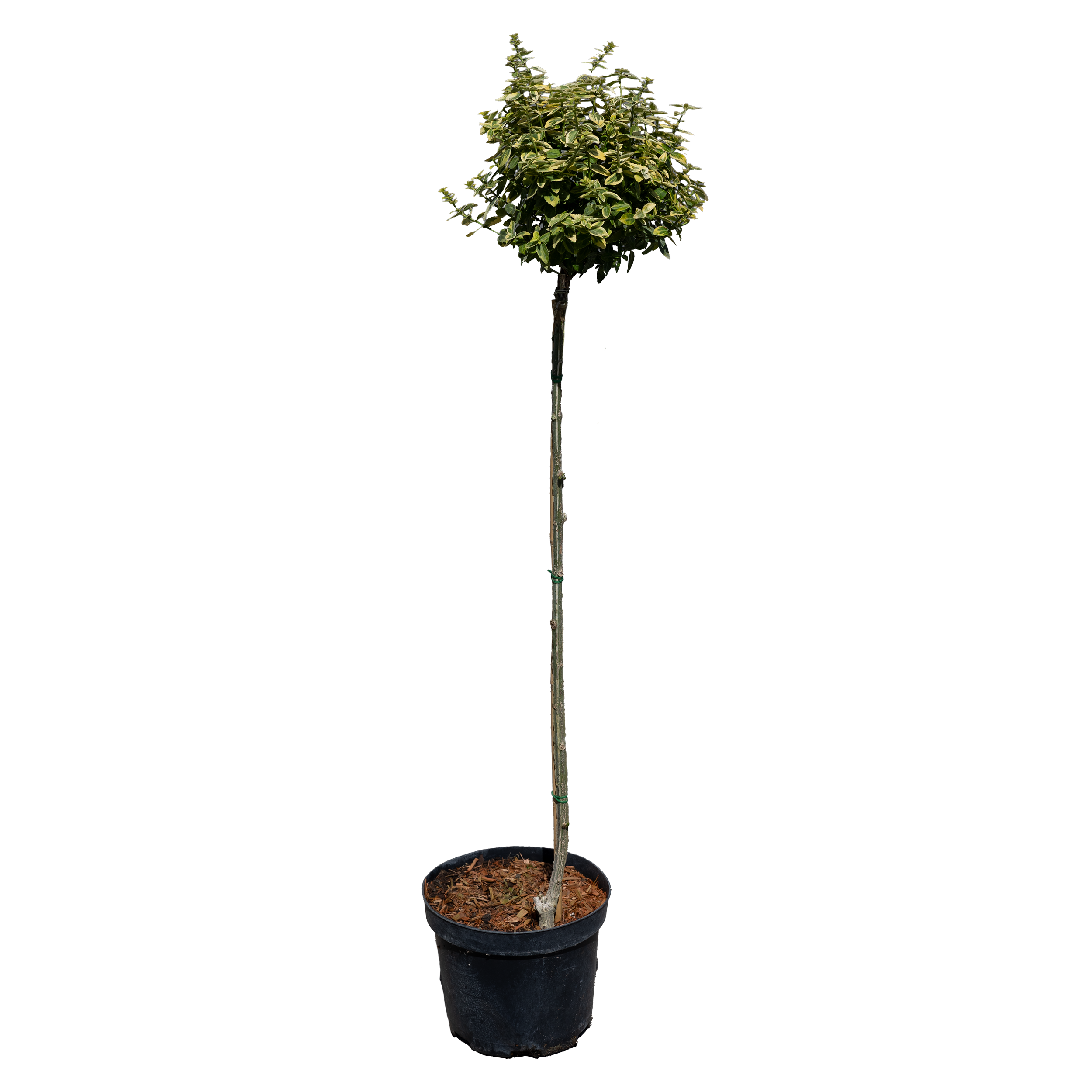 Trzmielina Emer Gold 80 cm