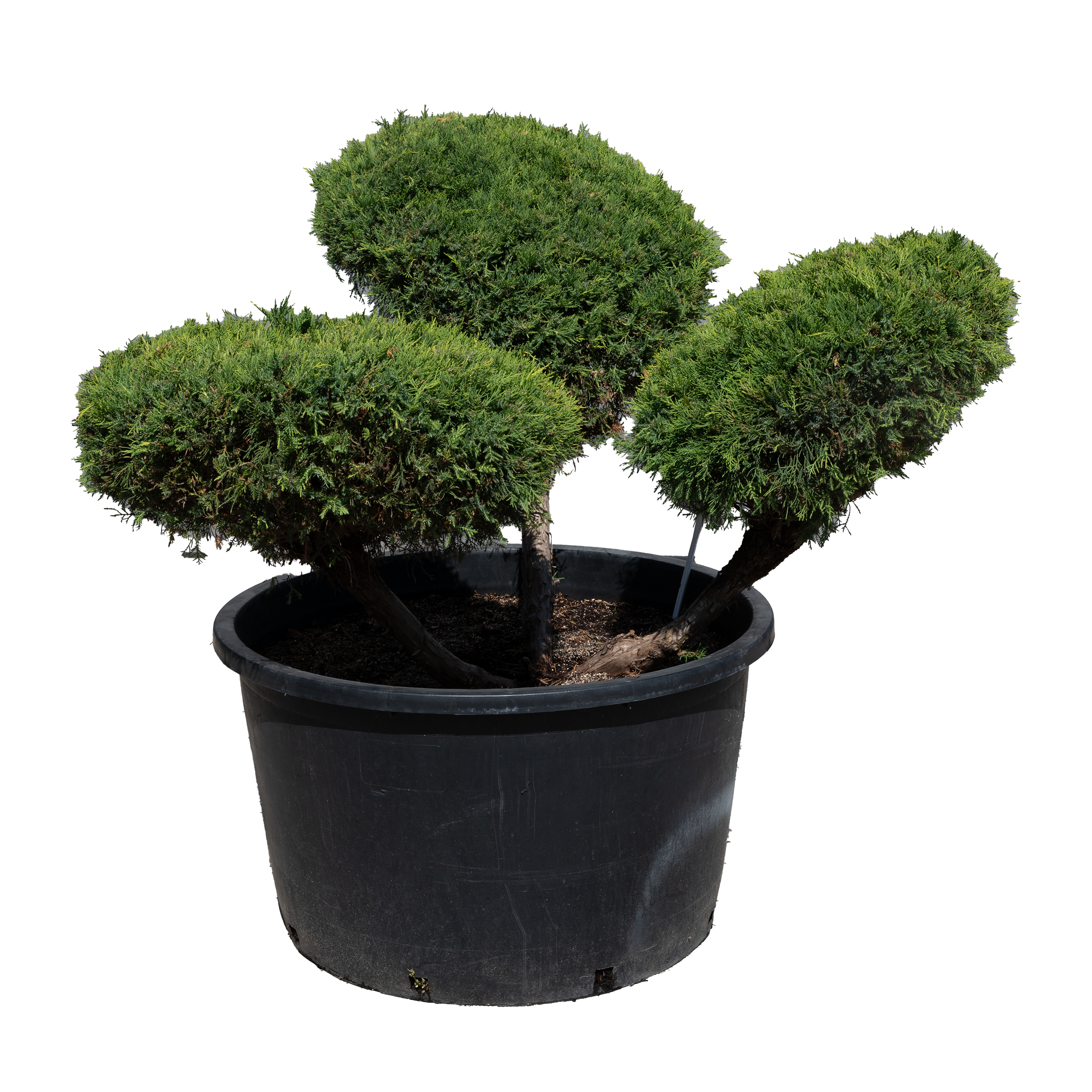 Jaowiec formowany Bonsai mix 60 cm - Leroy Merlin