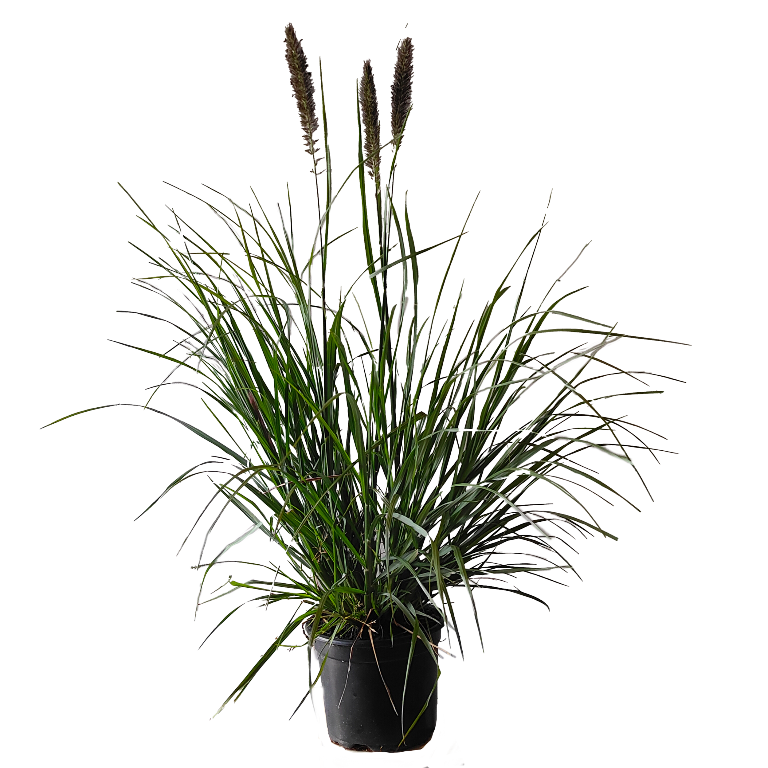 Rozplenica japońska mix 10-70cm