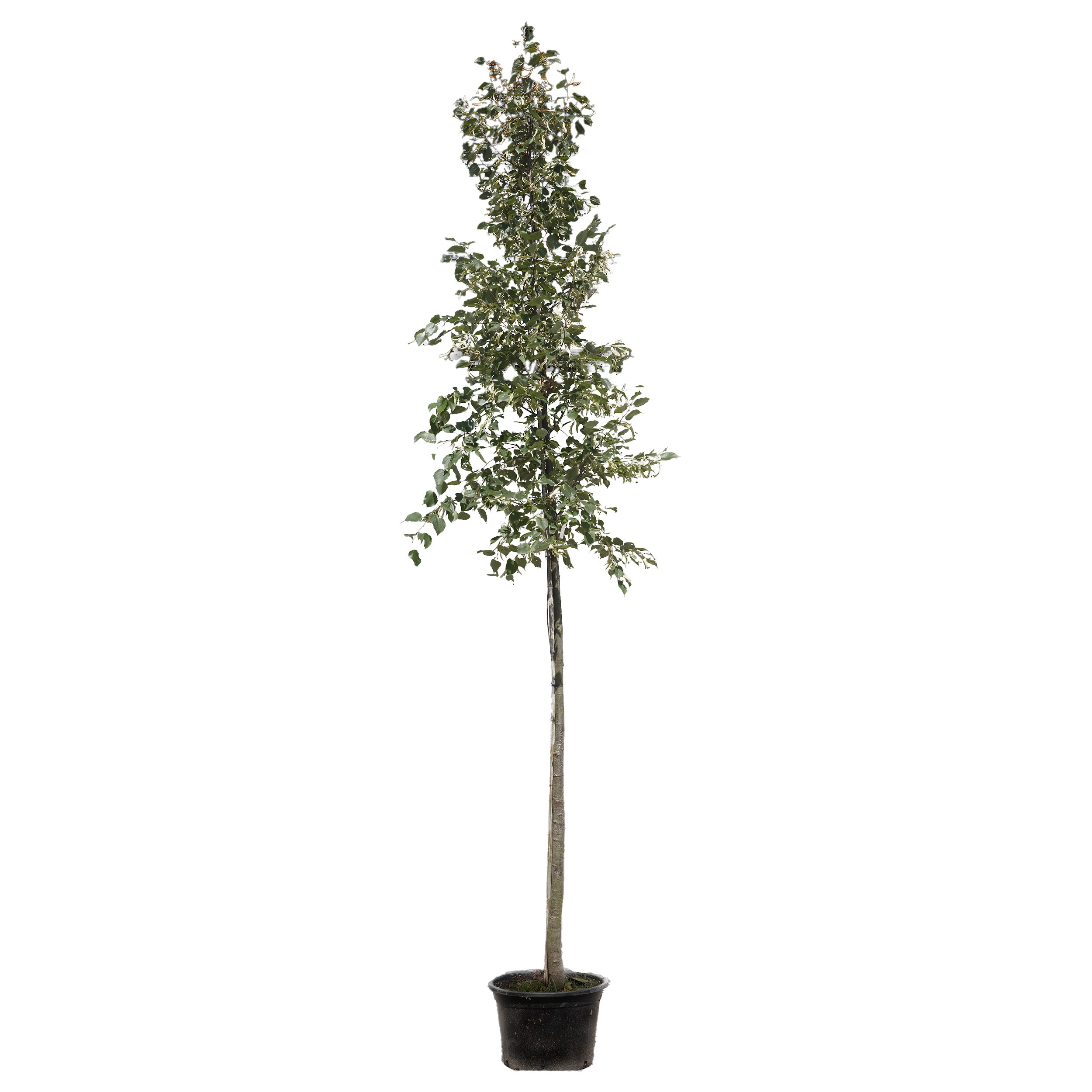 Lipa Drobnolistna 350-400 cm