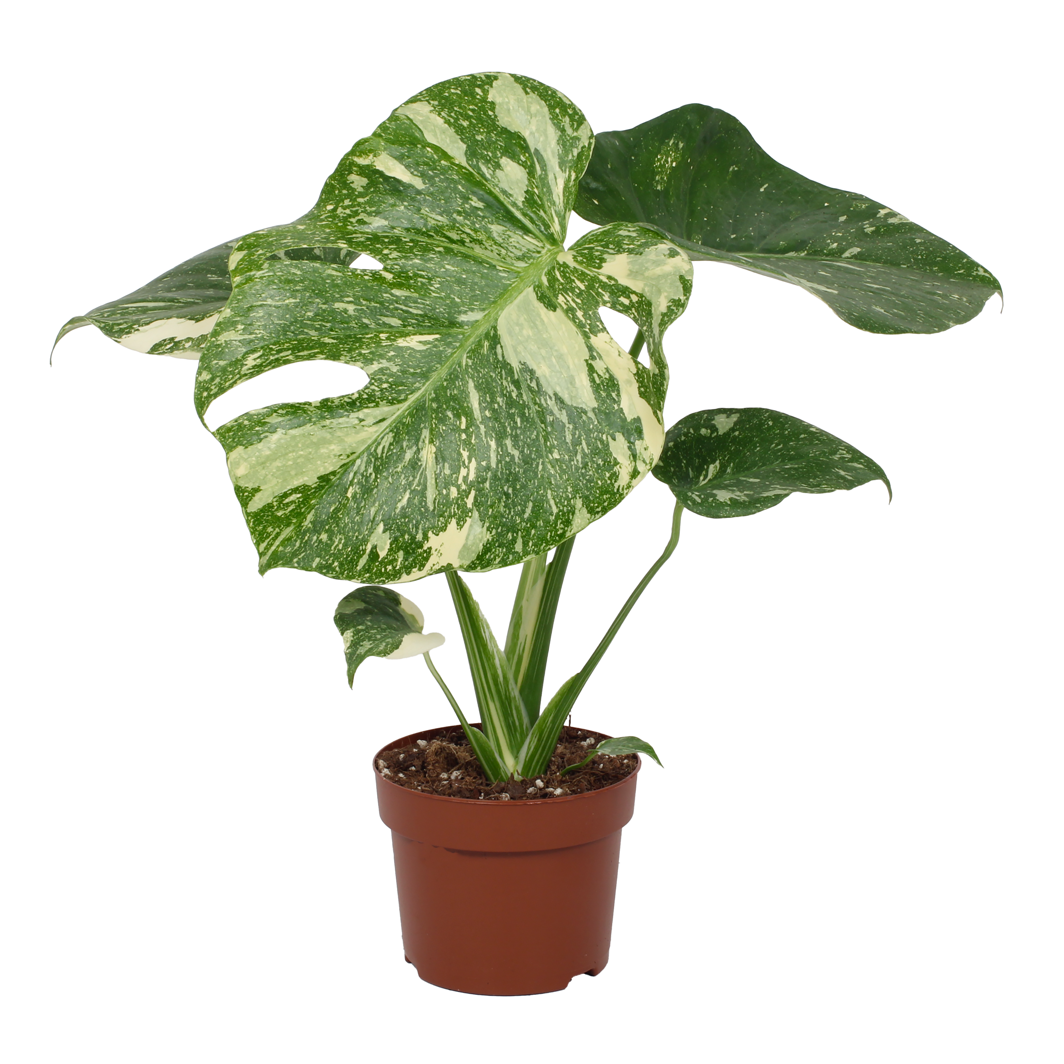 Monstera Thai Constellation 35-40cm
