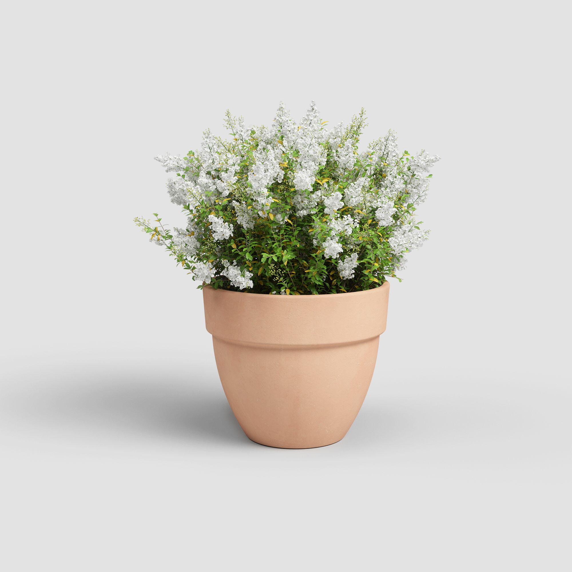 Maceta cónica de terracota ARTEVASI Amália ø 60 cm y 50.2 cm altura beige - 2