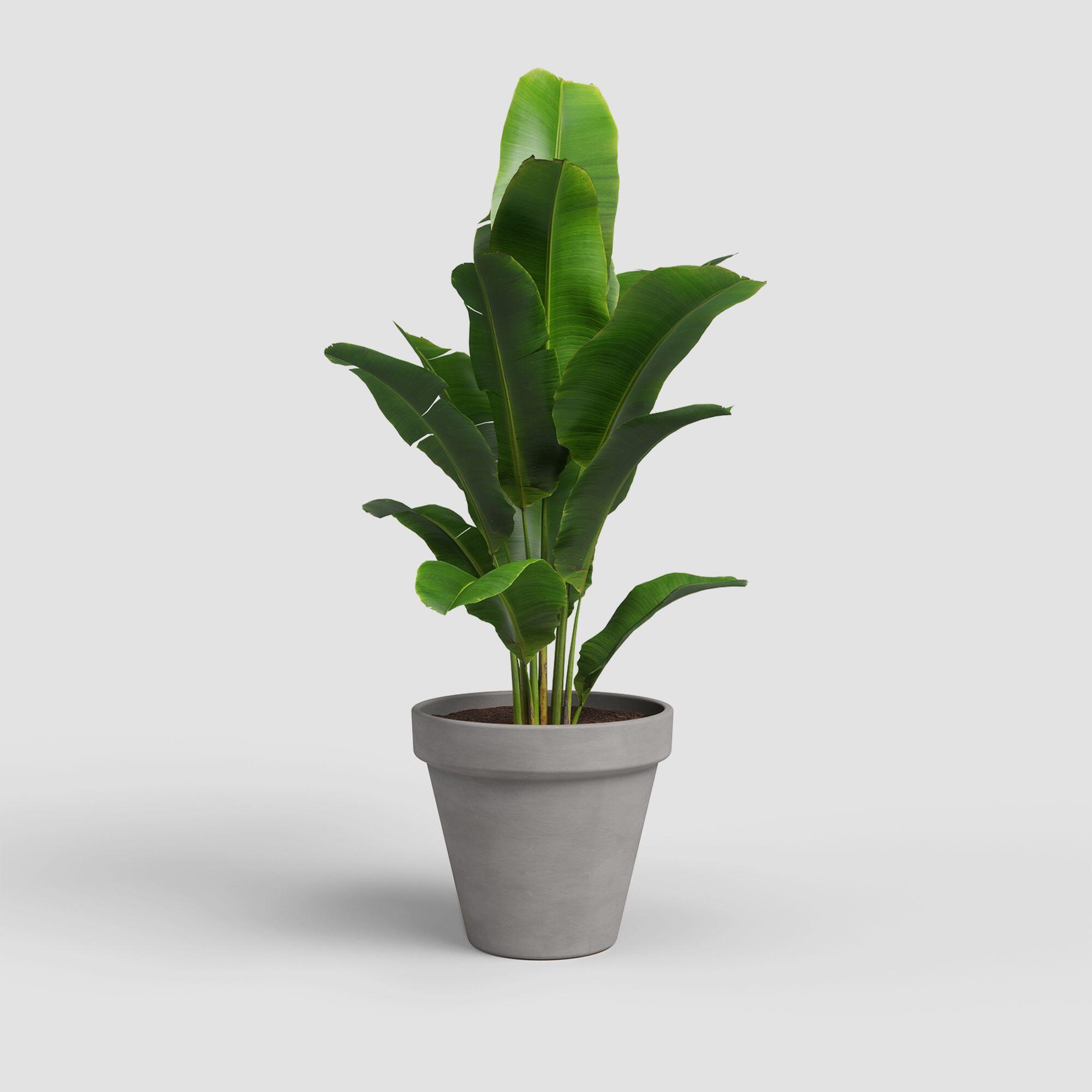 Maceta cónica de terracota ARTEVASI Amália ø 60 cm y 50.2 cm altura gris - 2