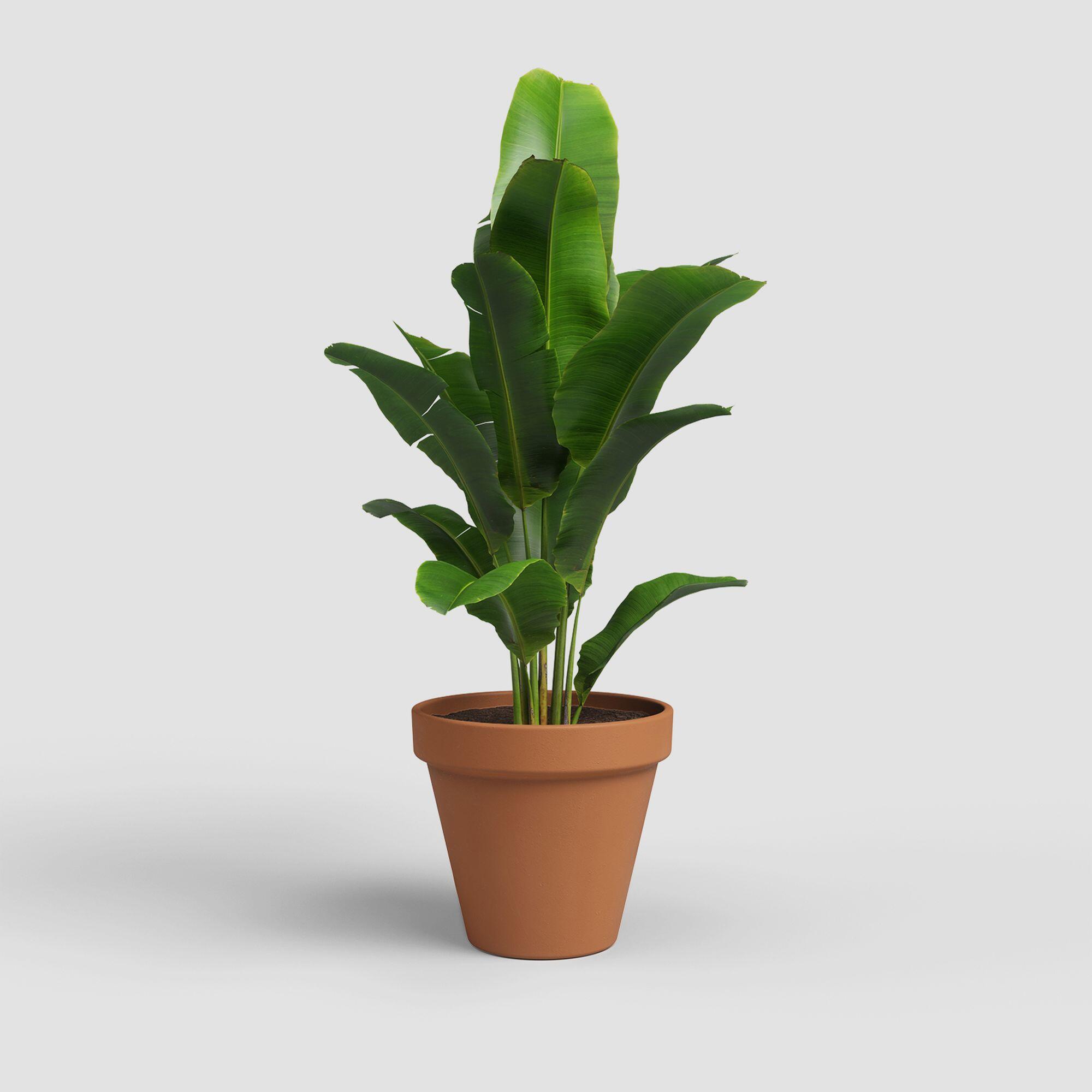 Maceta cónica de terracota ARTEVASI Amália ø 70.9 cm y 59.6 cm altura naranja - 2