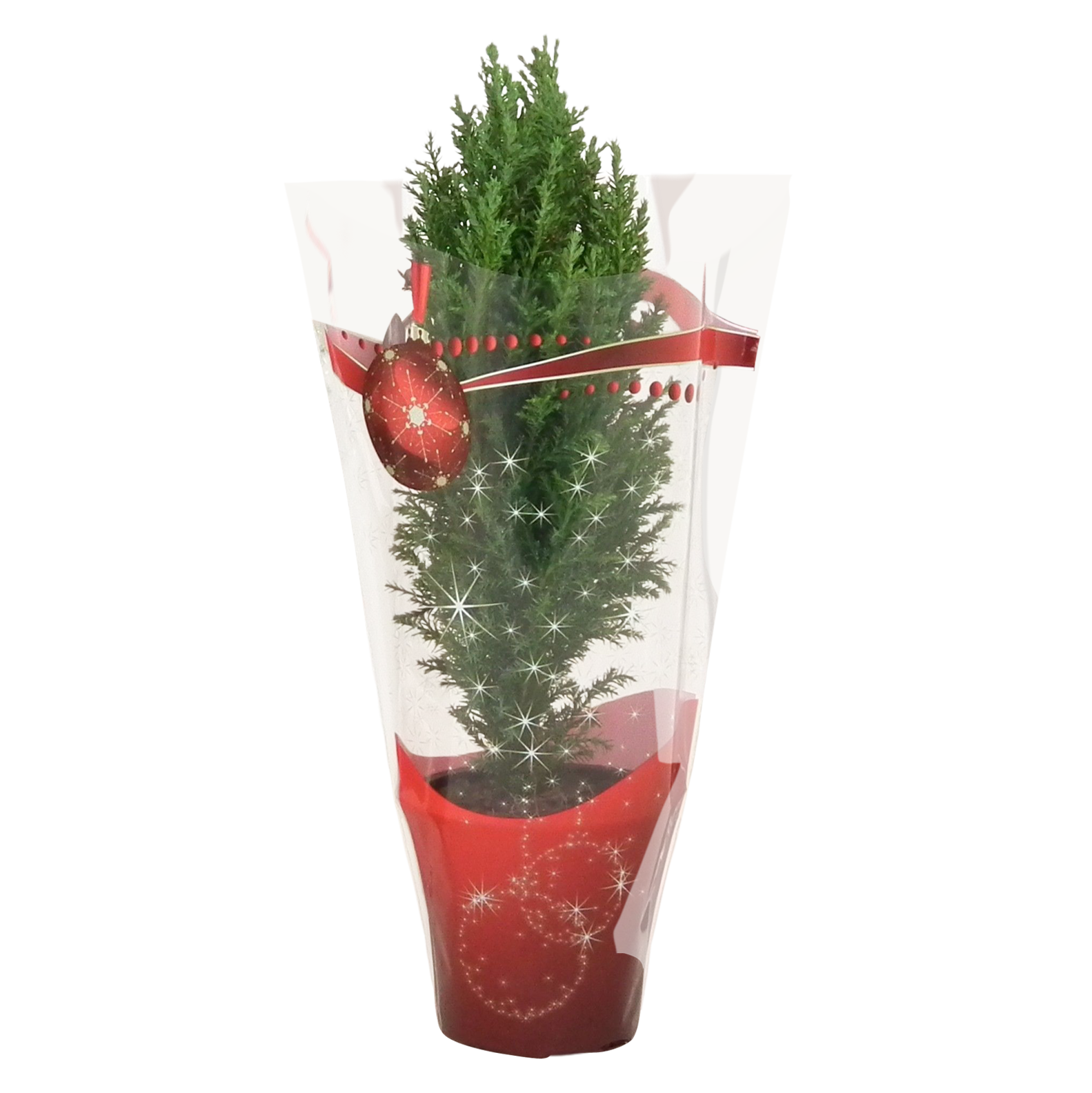 Cyprysik Elwoodii 30 cm
