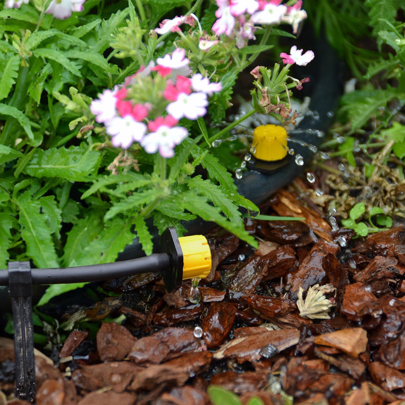 Gotejador regulável 60 L/H 10 unidades Geolia - 2