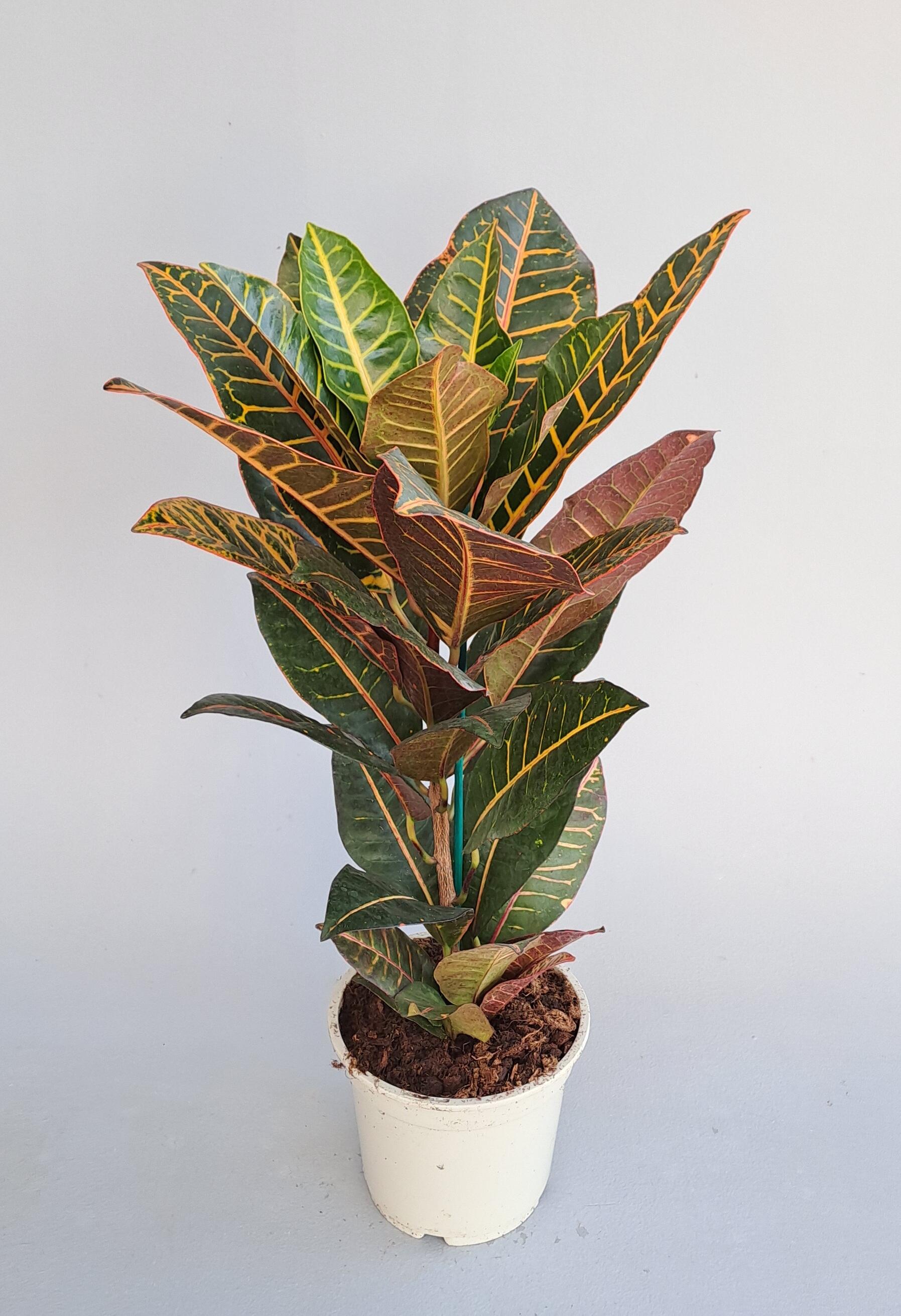 Exo Terra Croton Kunstpflanze – 40 Cm, Klein, Sehr Realistisch, Pflegeleicht, Für Terrarien & Regenwald-Setups, Kombinierbar Mit Echten Pflanzen