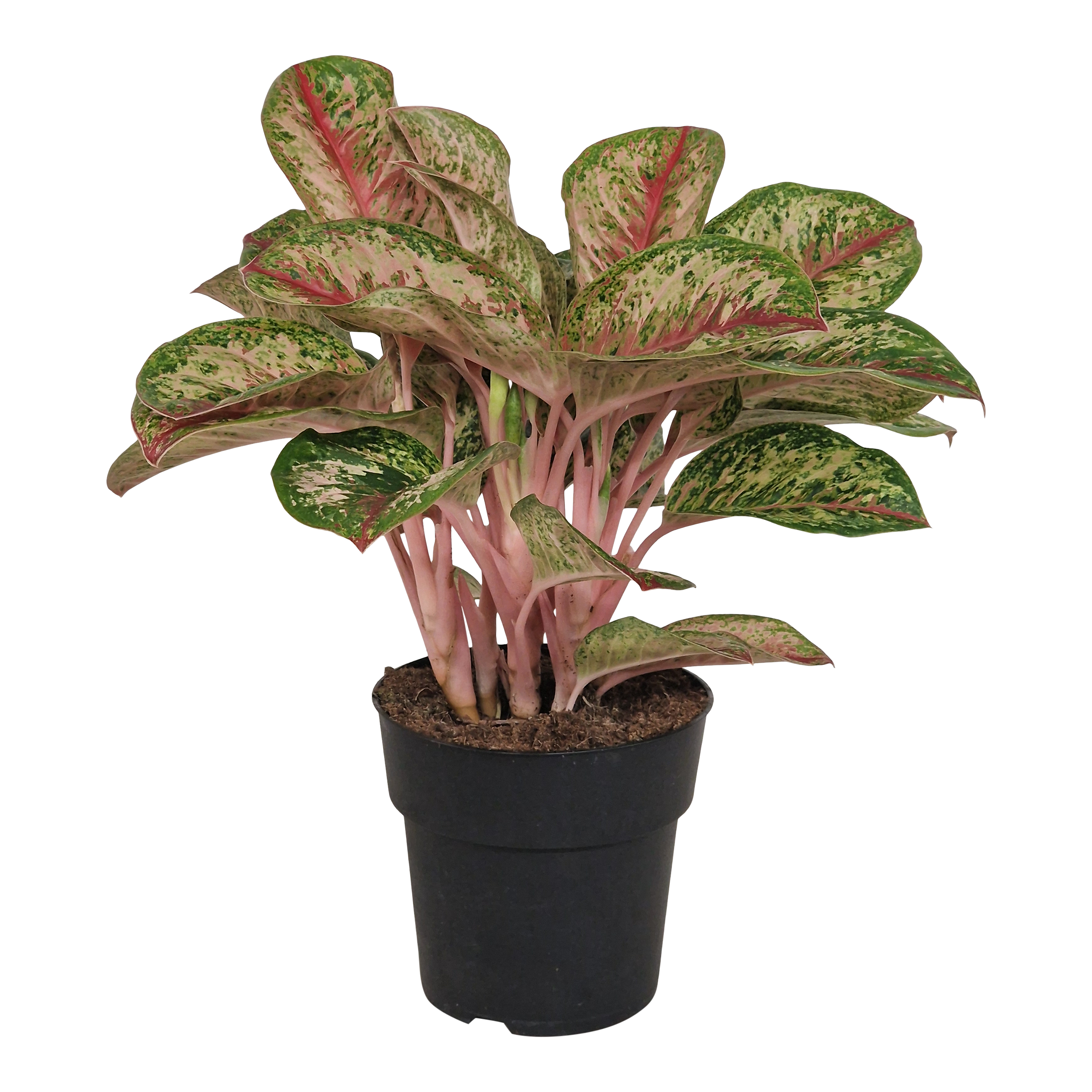 Anglaonema Paited Celebration wysokość 50 cm średnica donicy 19 cm