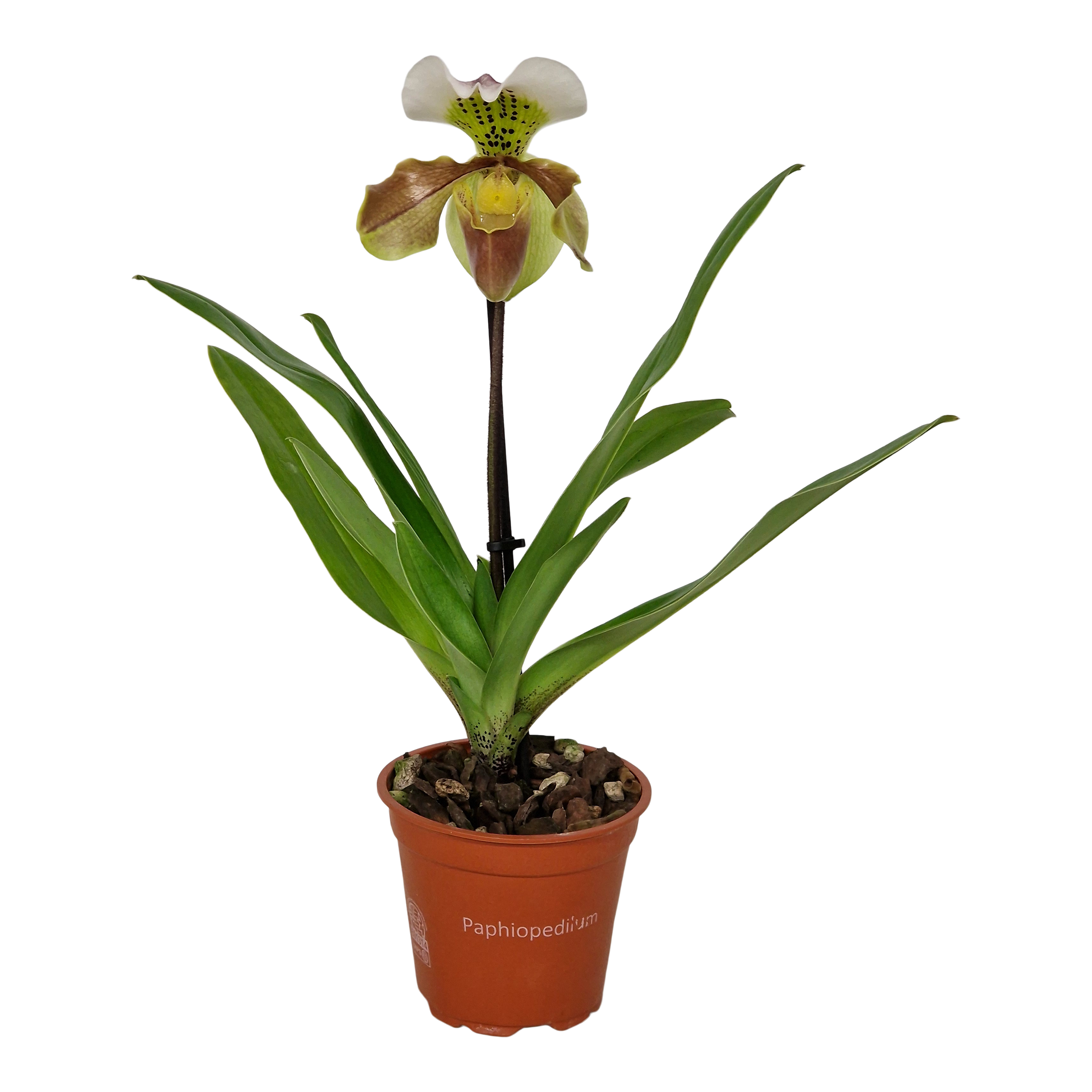 Storczyk Pafiopedilum Americ Hybrid 35 cm