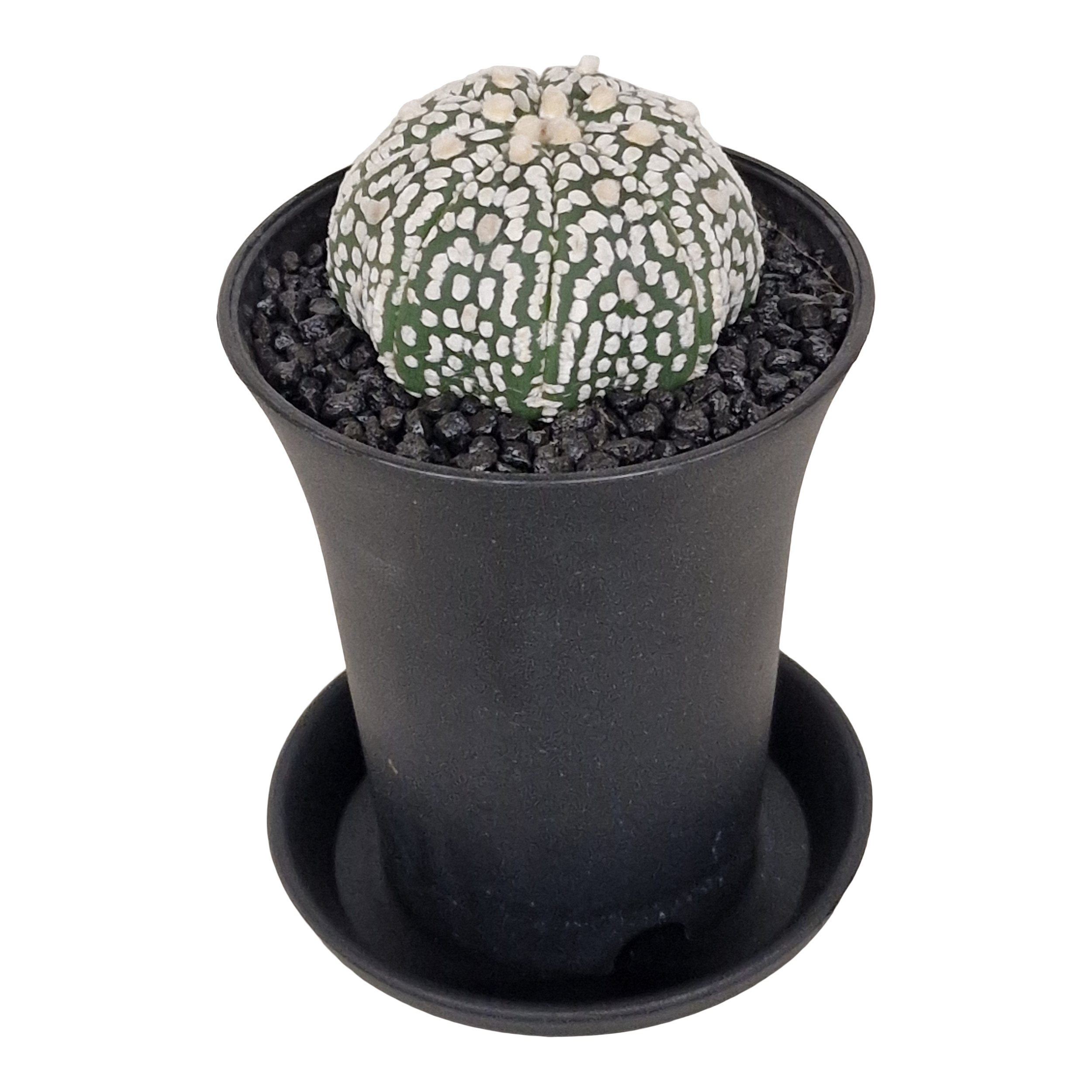 Kaktus Astrophytum super Kabuto 12 cm