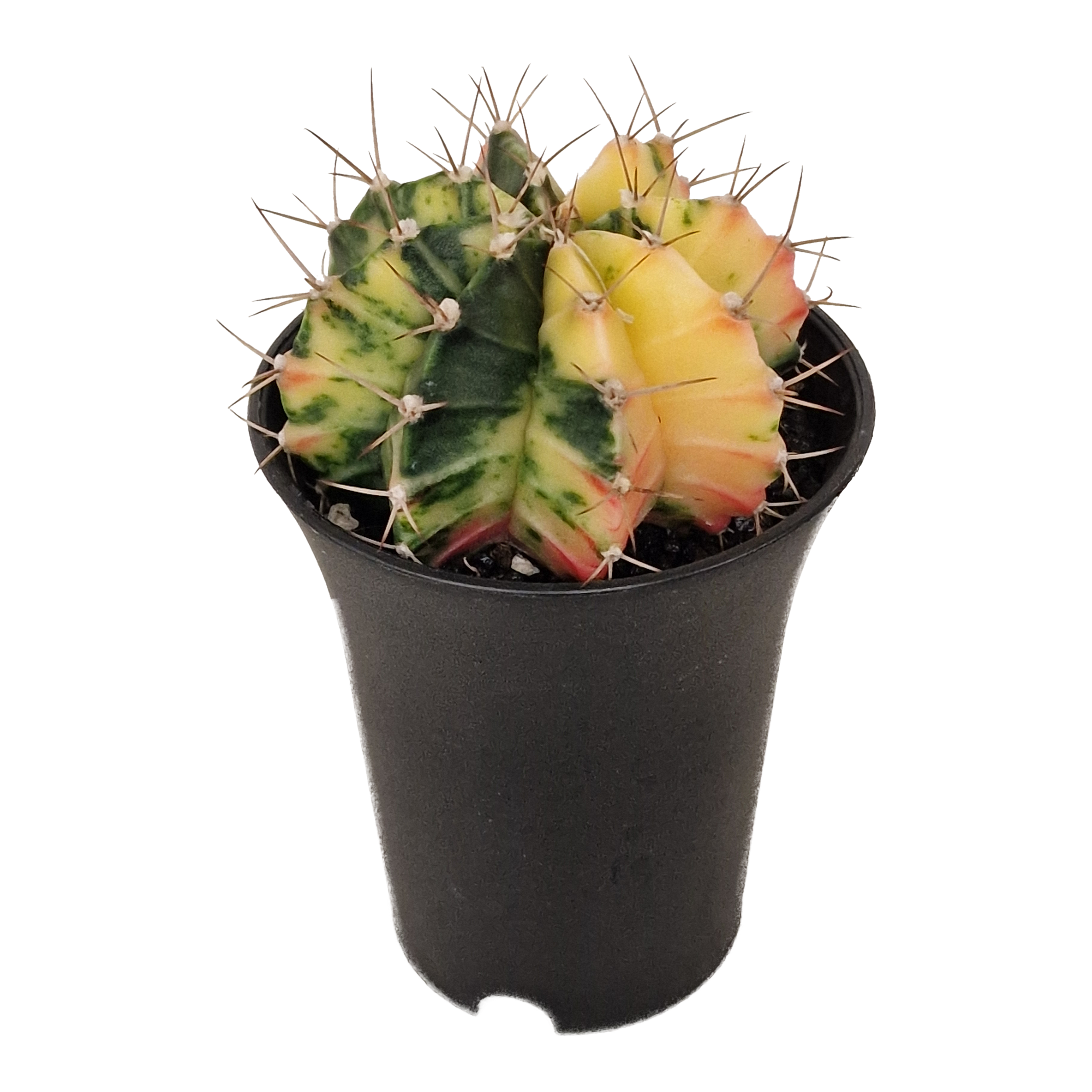 Kaktus Gymnocalycium Variegated 30 cm - 2