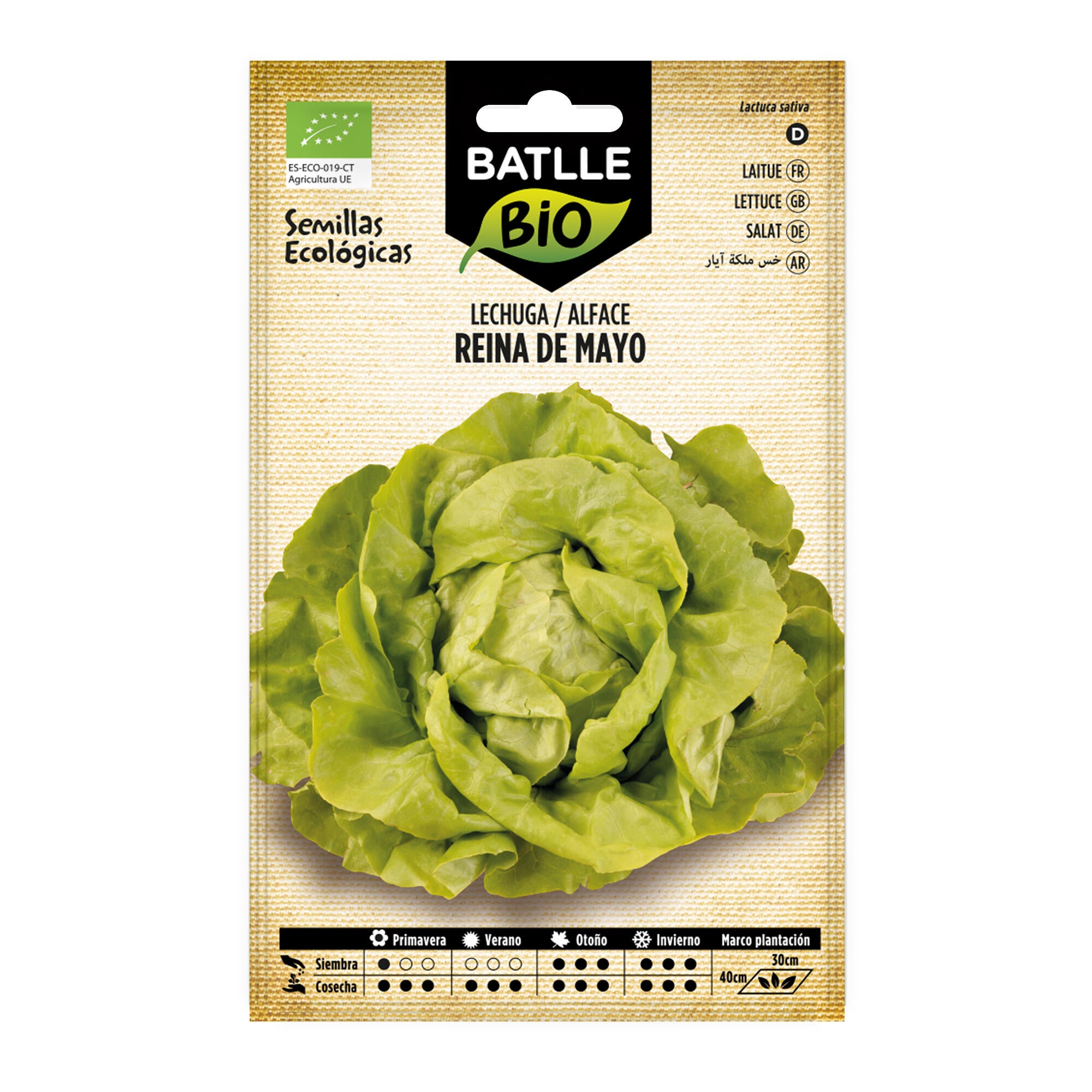 Plantones de hortalizas lechuga reina de mayo eco
