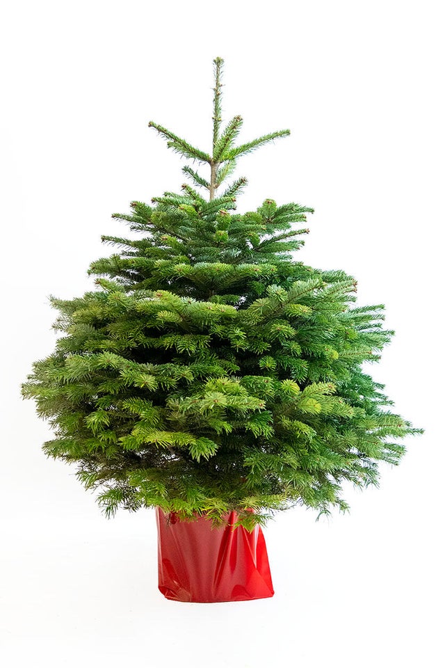 Sapin Naturel De Noel En Pot Au Meilleur Prix Leroy Merlin sapin-naturel-de-noel-en-pot-au-meilleur-prix-leroy-merlin
