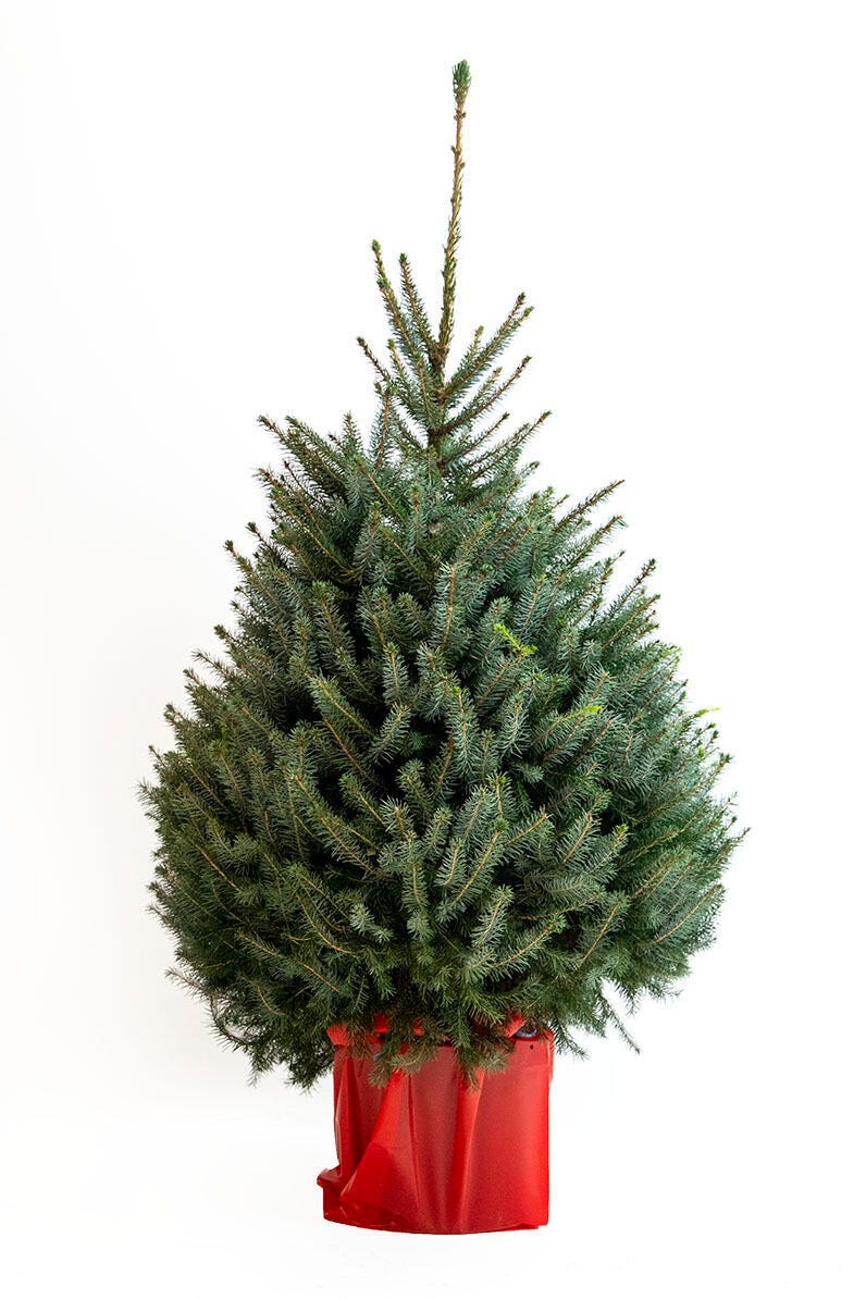 Sapin Naturel Nordmann En Pot 100 125 Leroy Merlin sapin-naturel-nordmann-en-pot-100-125-leroy-merlin