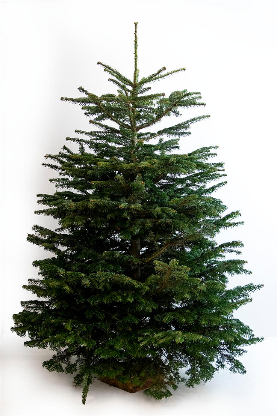 Sapin naturel Nordmann coupé 175200 SANS PIED Leroy Merlin — free download