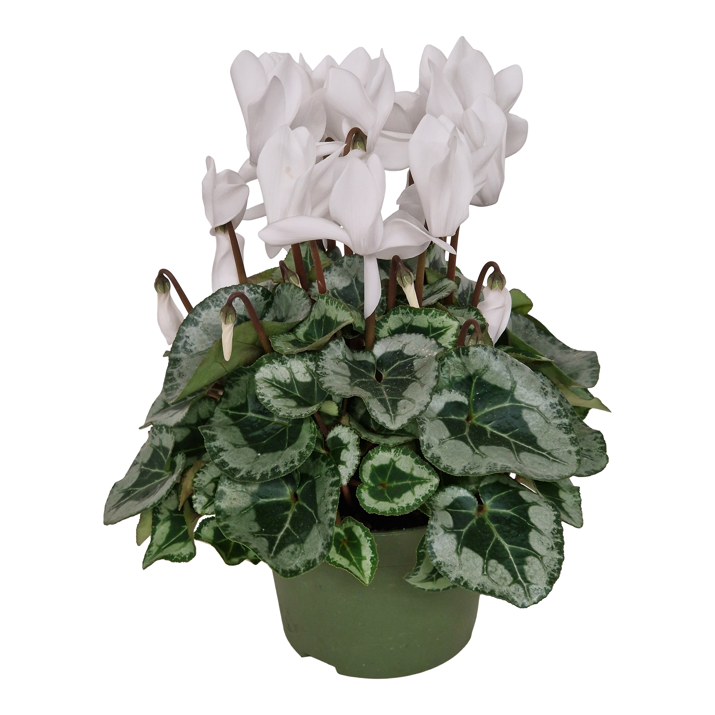 Cyklamen Tuxedo biały 25 cm