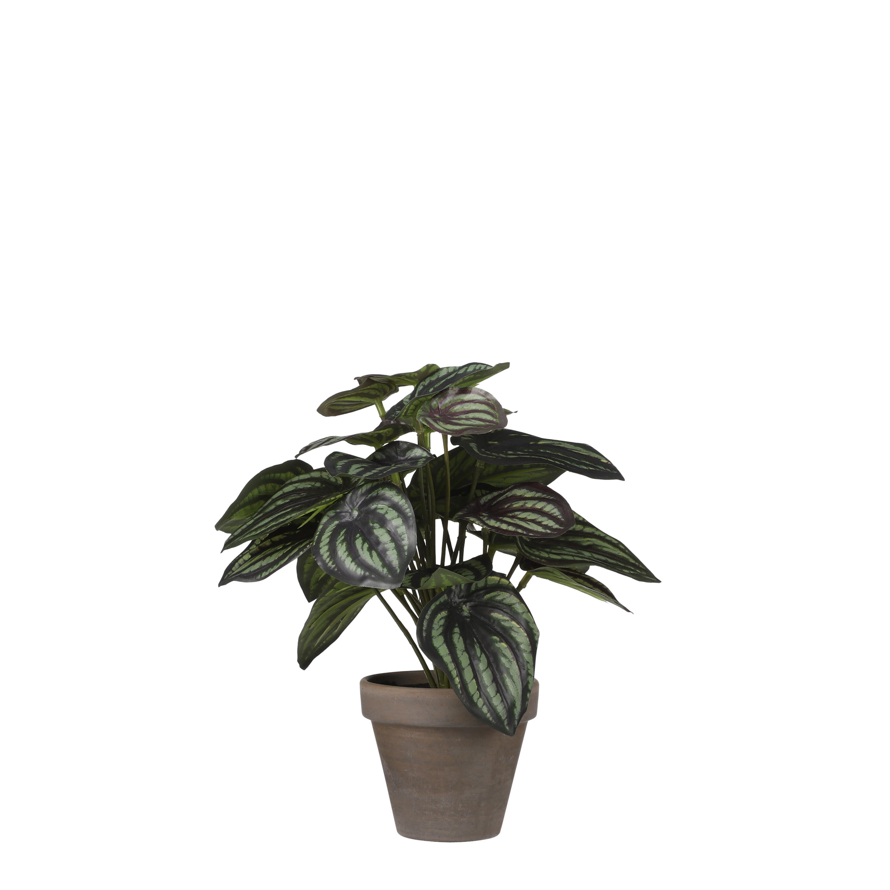 Planta artificial peperomia verde 24cm