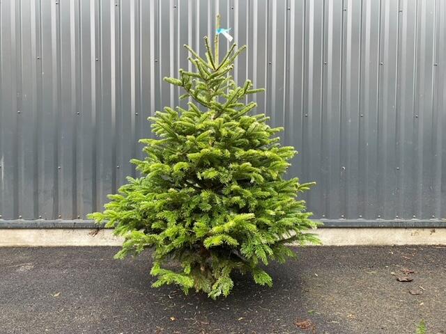 Sapin naturel Nordmann coupé H.150/175 cm, 1er choix | Leroy Merlin