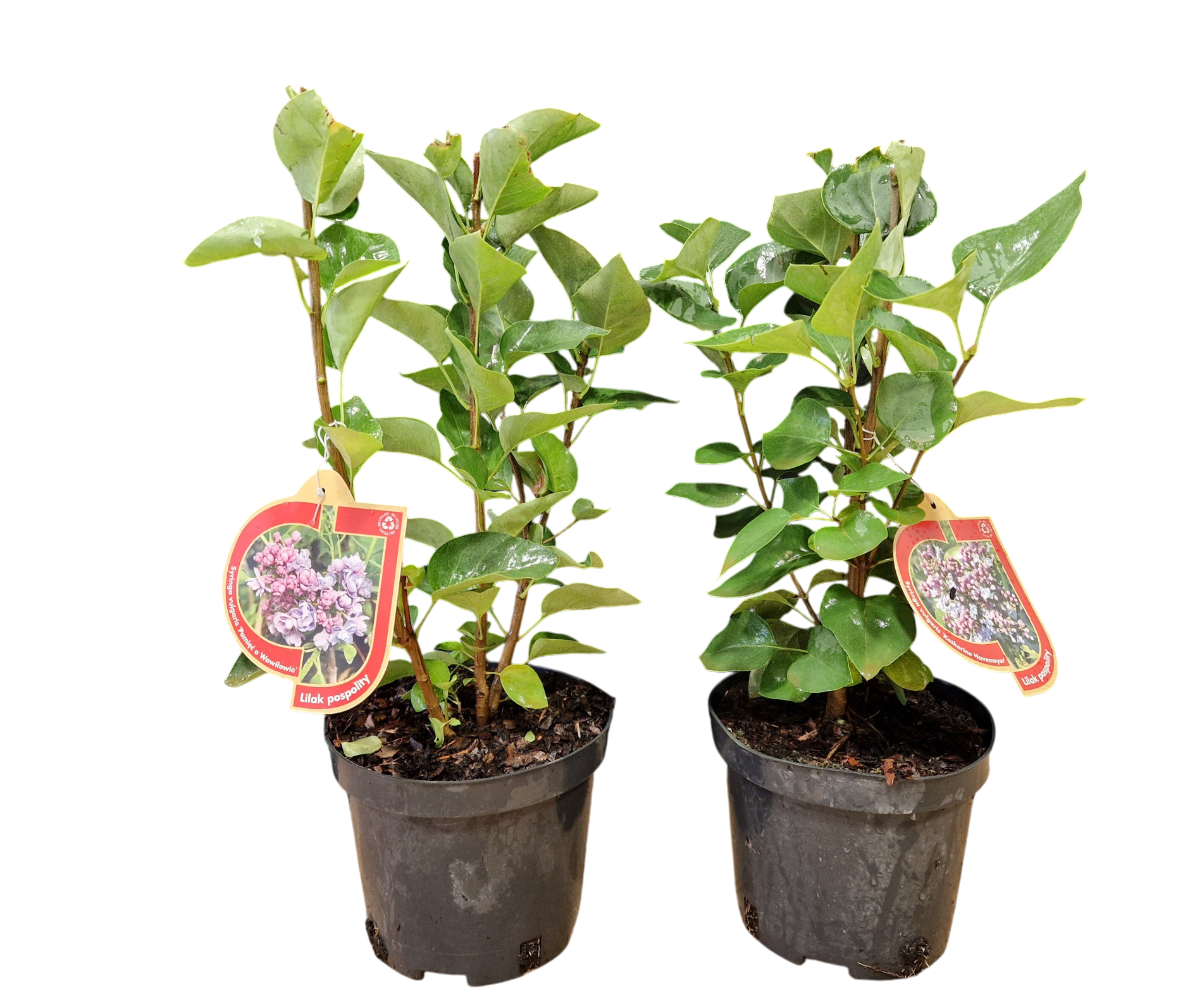 Lilak mix 40-60 cm