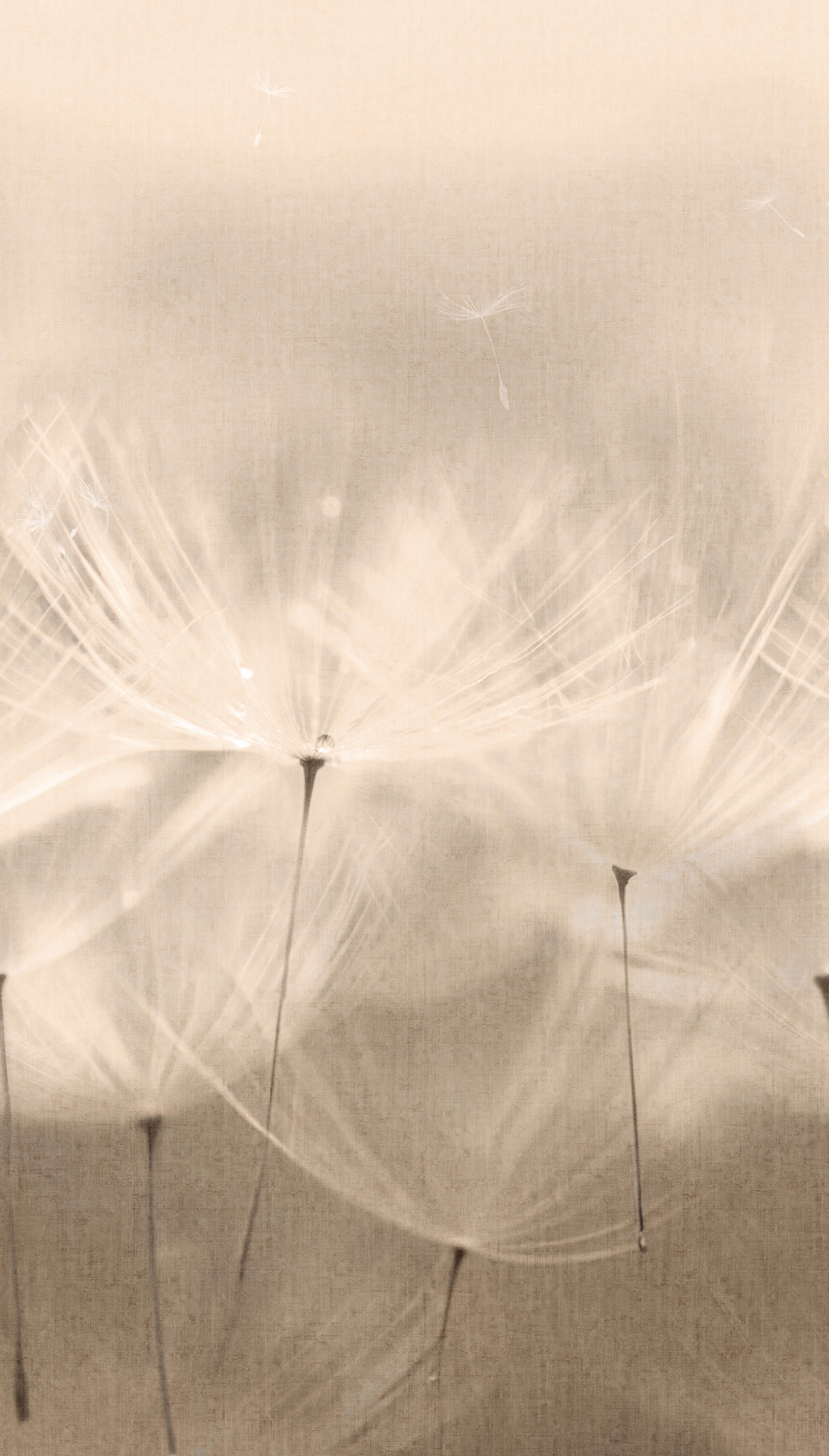 Papier peint panoramique Dandelion sepia l.159 x H.280 cm - 2