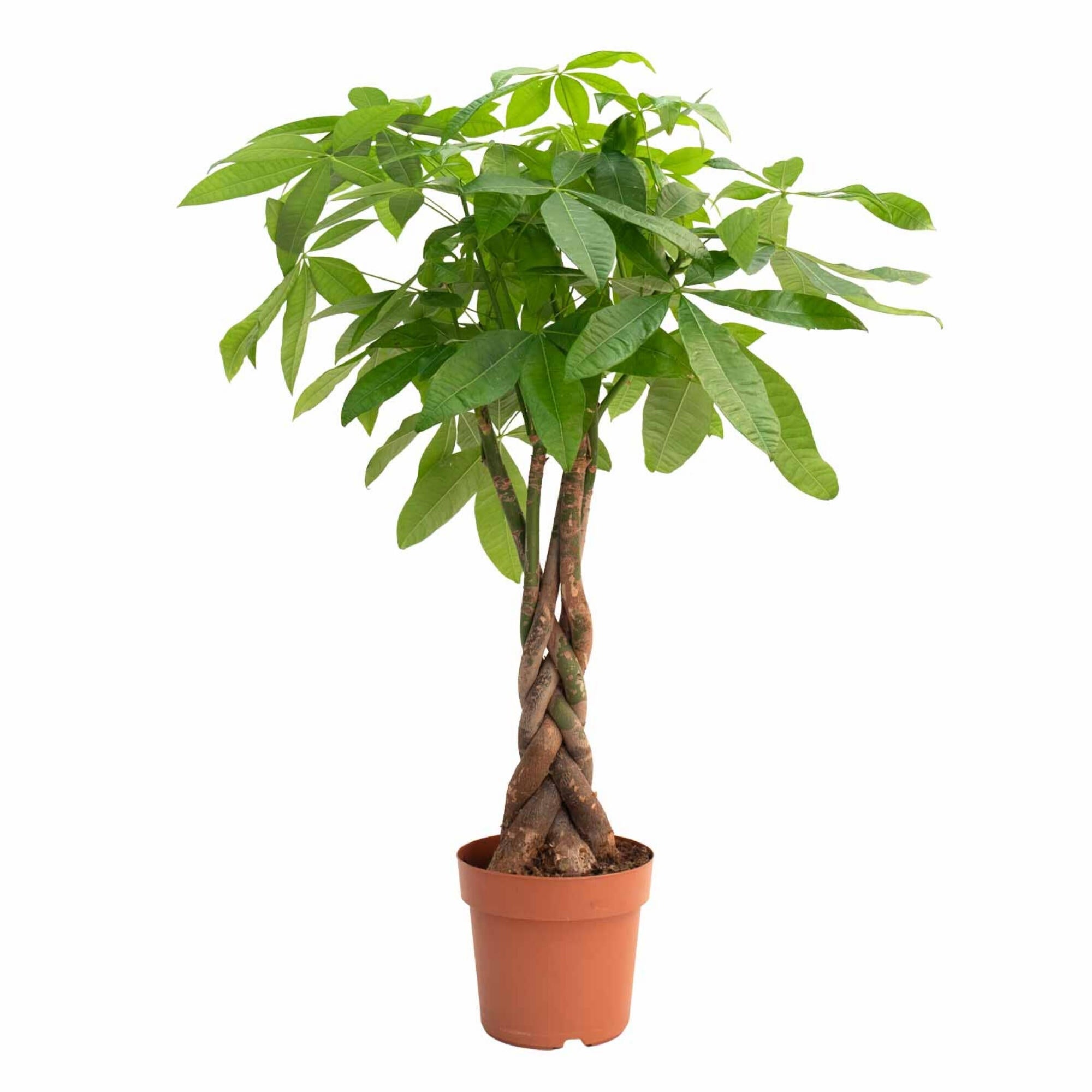 Planta verde pachira aquatica en maceta de 24 cm