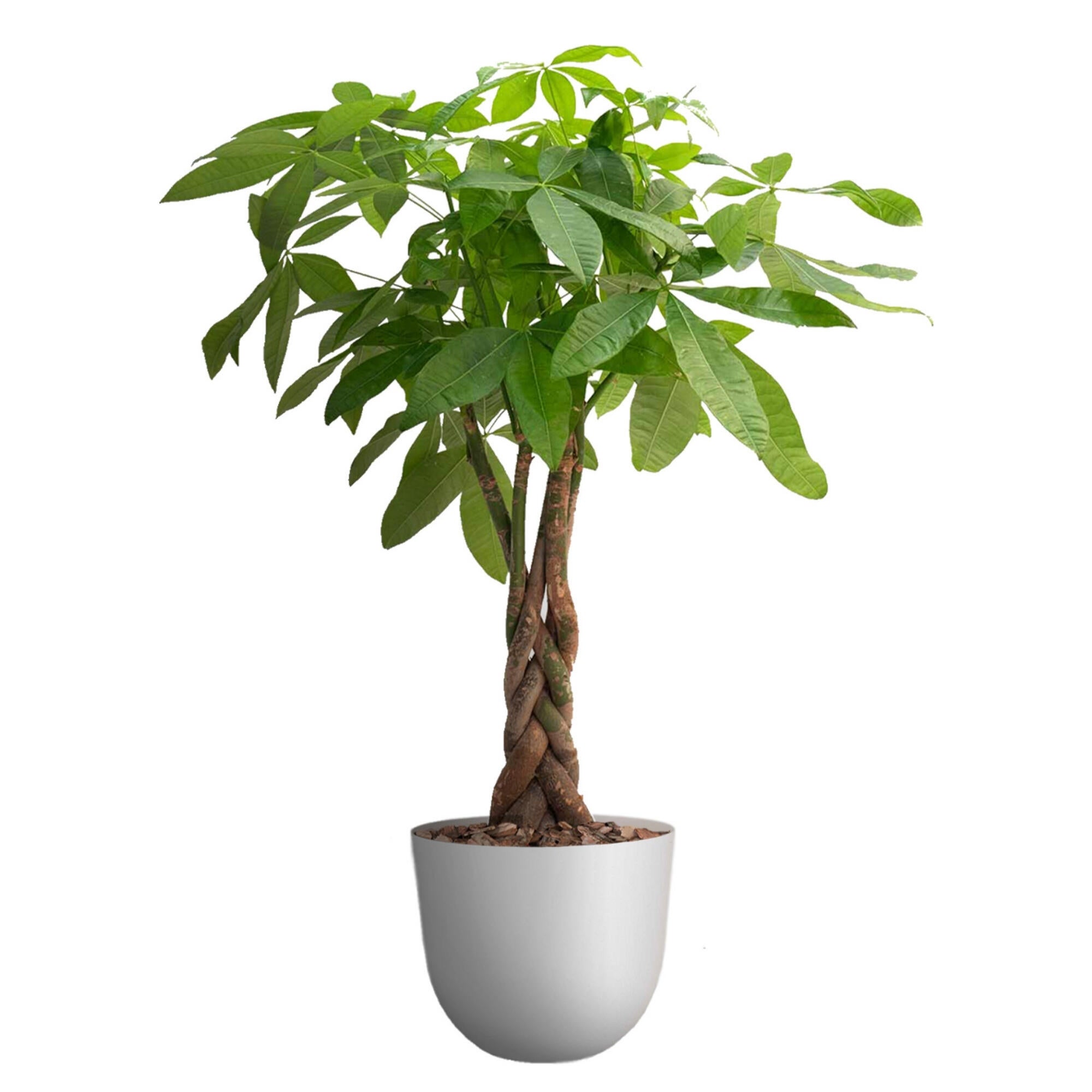 Planta verde pachira aquatica en maceta de 30 cm