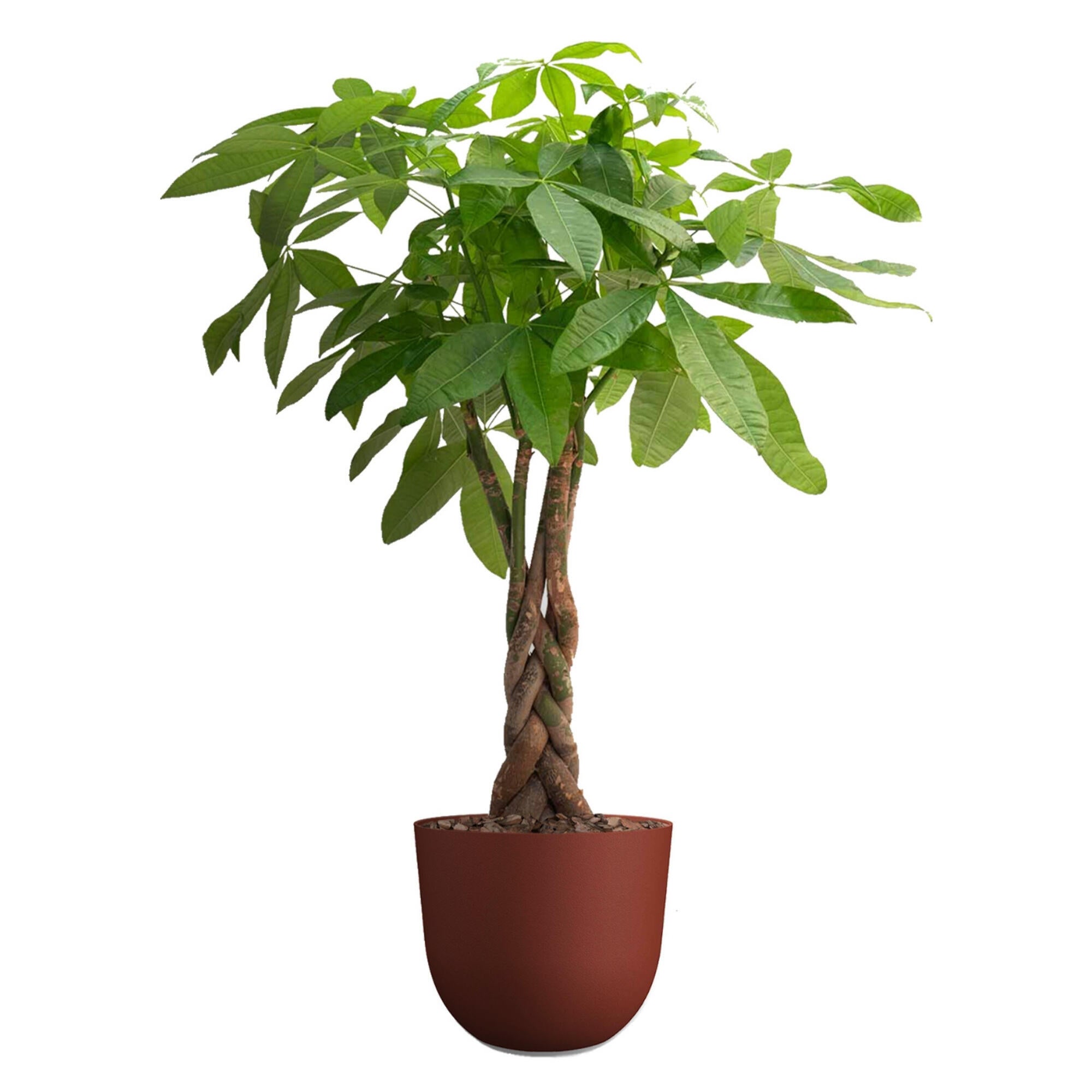 Planta verde pachira aquatica en maceta de 30 cm