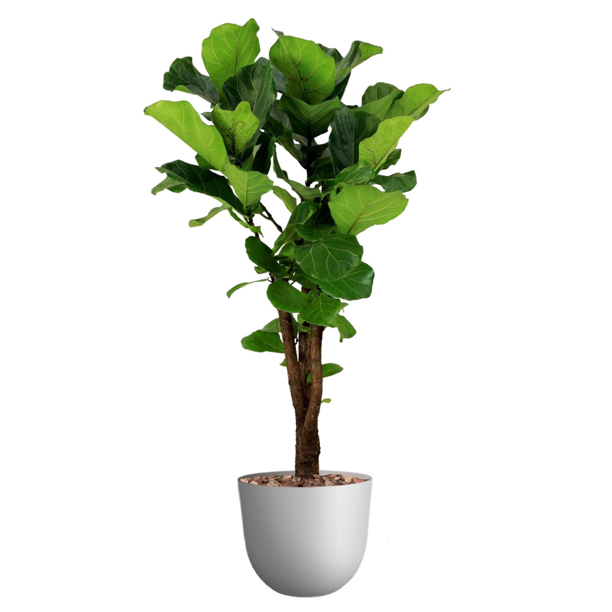 Planta verde ficus lyrata en maceta de 30 cm