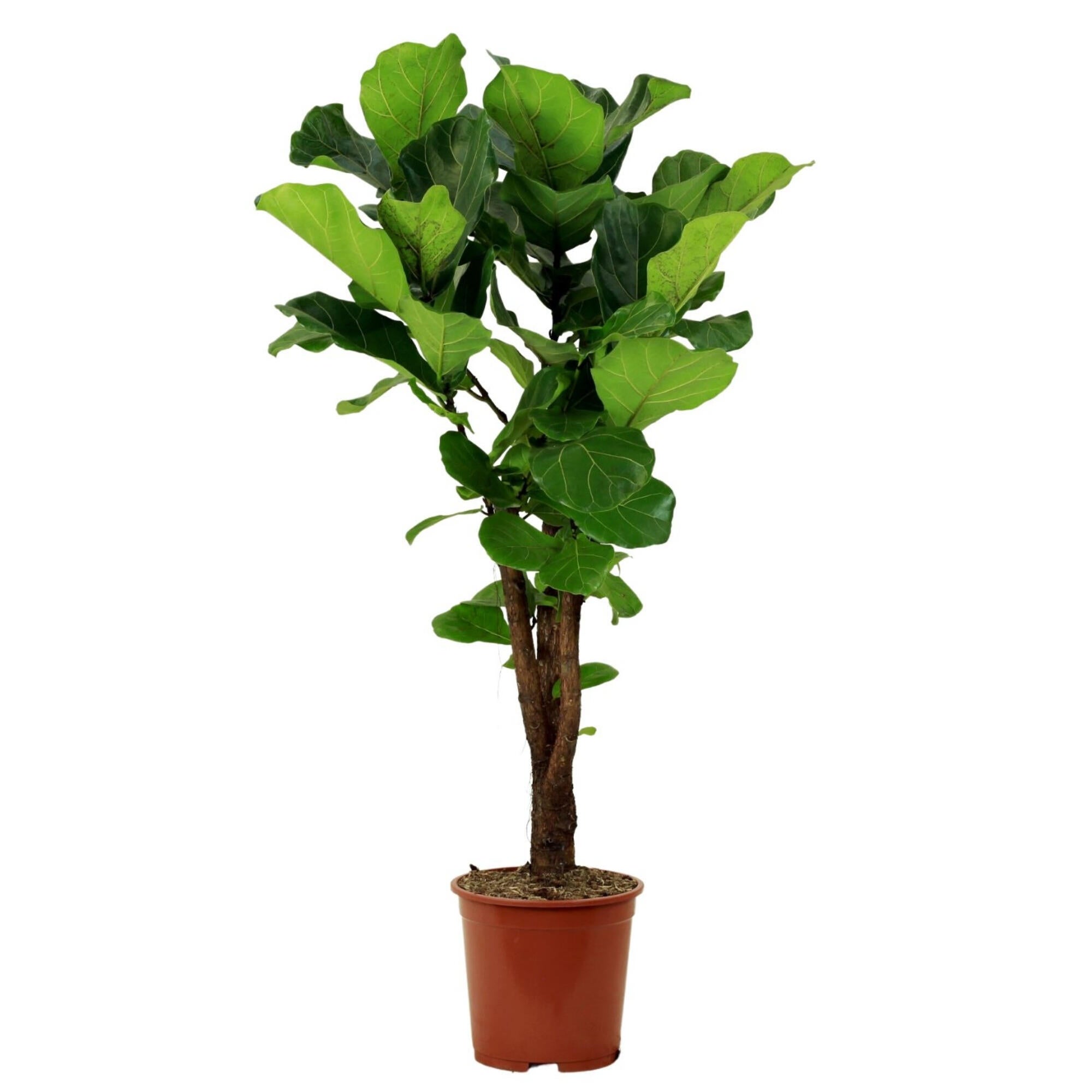 Leroy Merlin Planta Ficus Lyrata En Maceta De 27 Cm Verde 