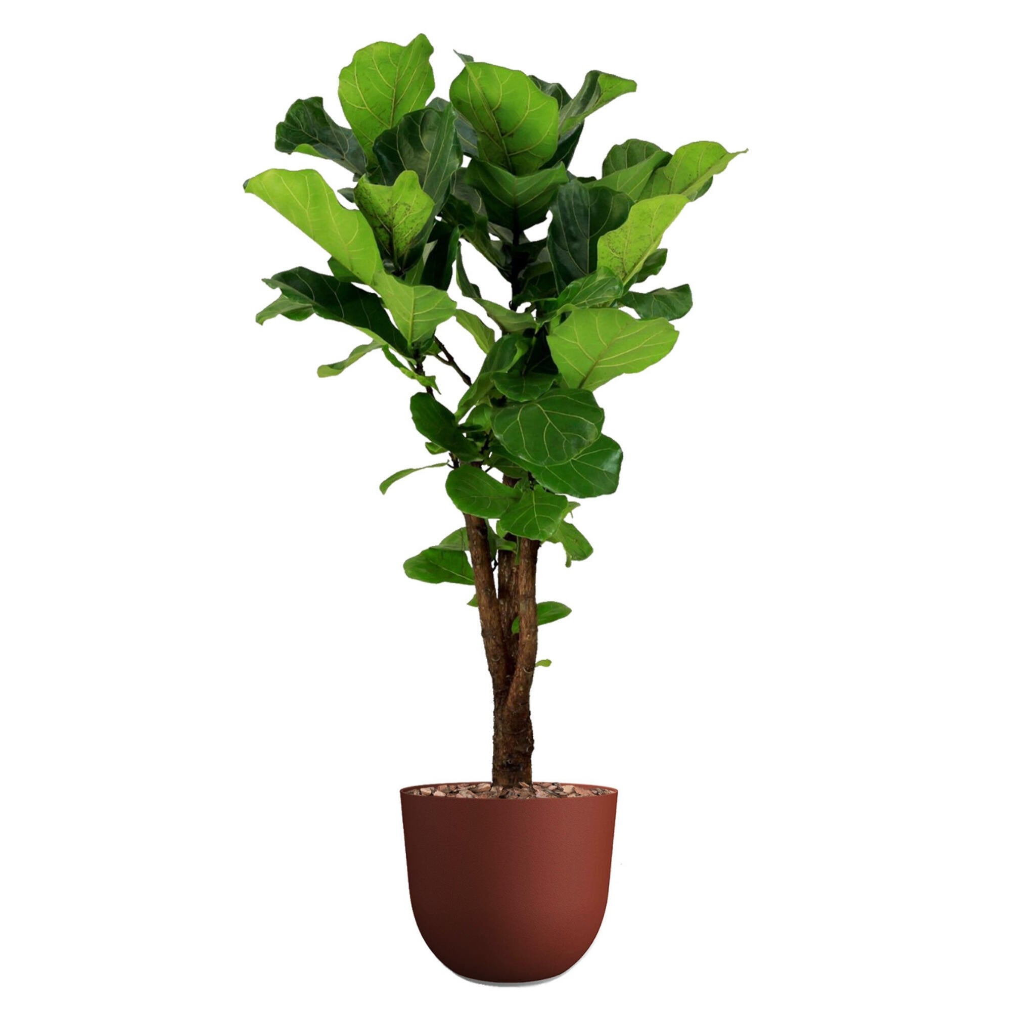 Planta verde ficus lyrata en maceta de 30 cm