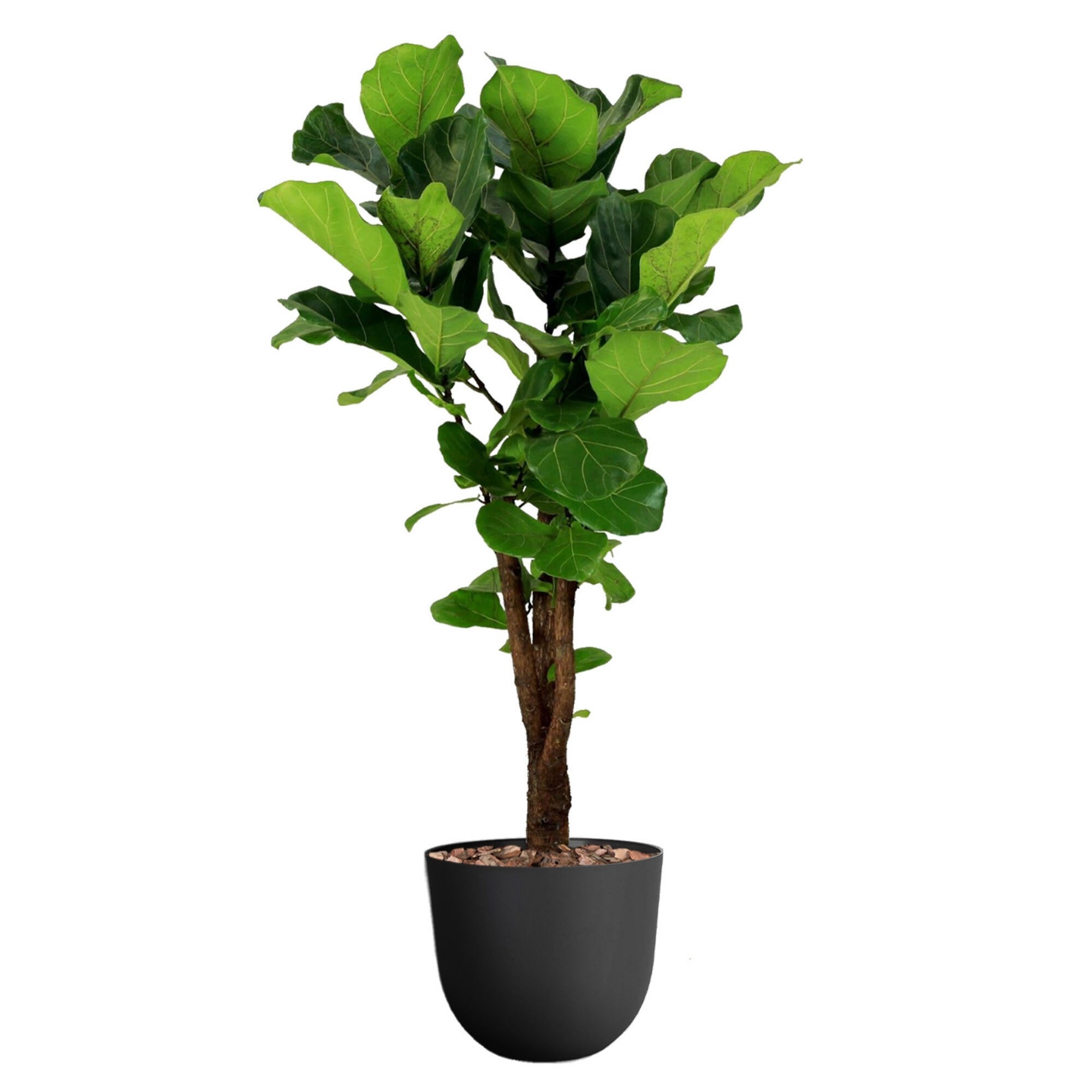 Planta verde ficus lyrata en maceta de 30 cm