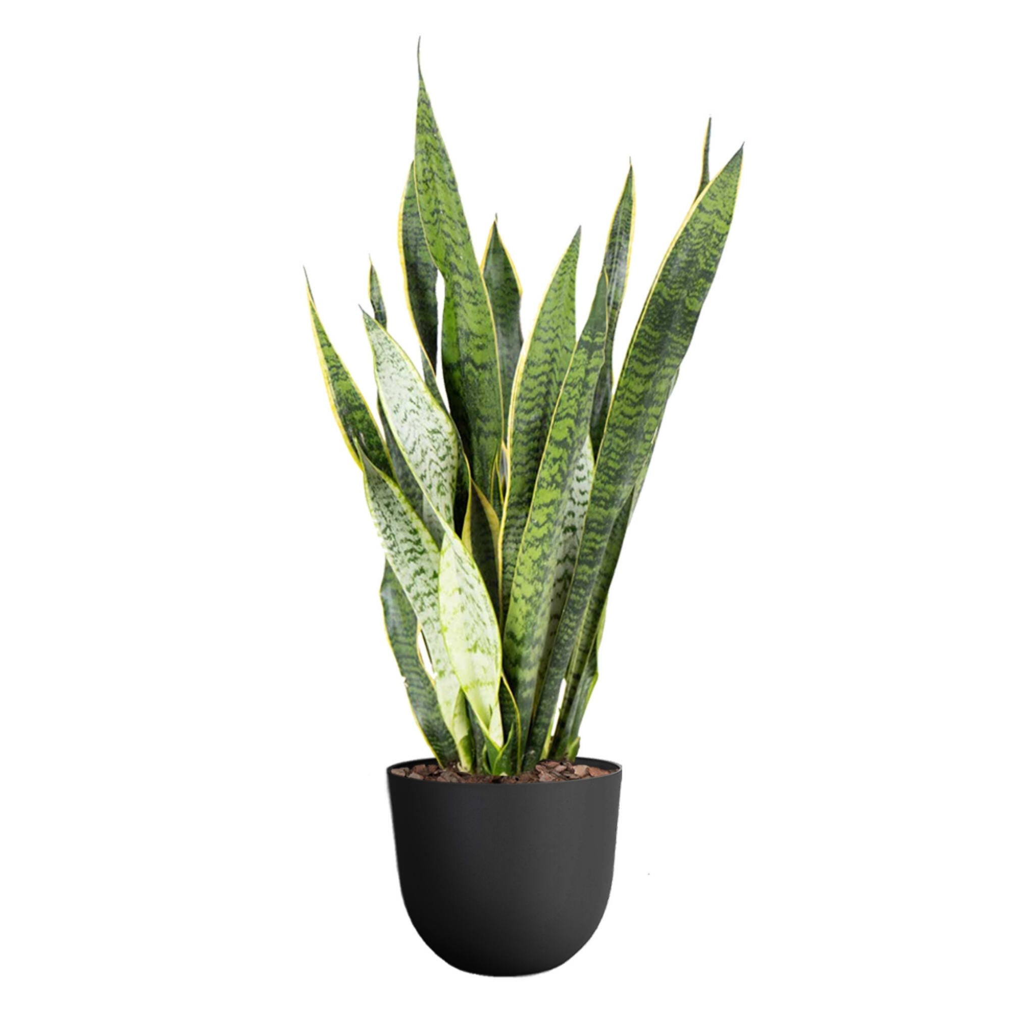 Sansevieria trifasciata 'Laurentii', Sansevieria Laurentii, Lingua di Sansevieria trifasciata 'Laurentii', Sansevieria Laurentii, Lingua di