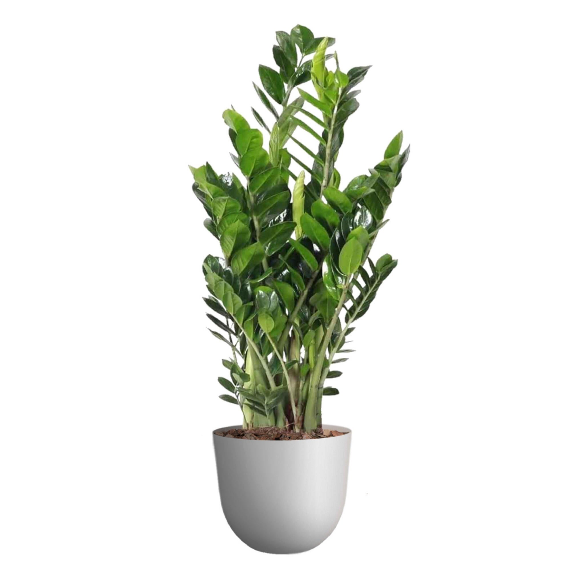 Planta verde zamioculcas zamiifolia en maceta de 30 cm