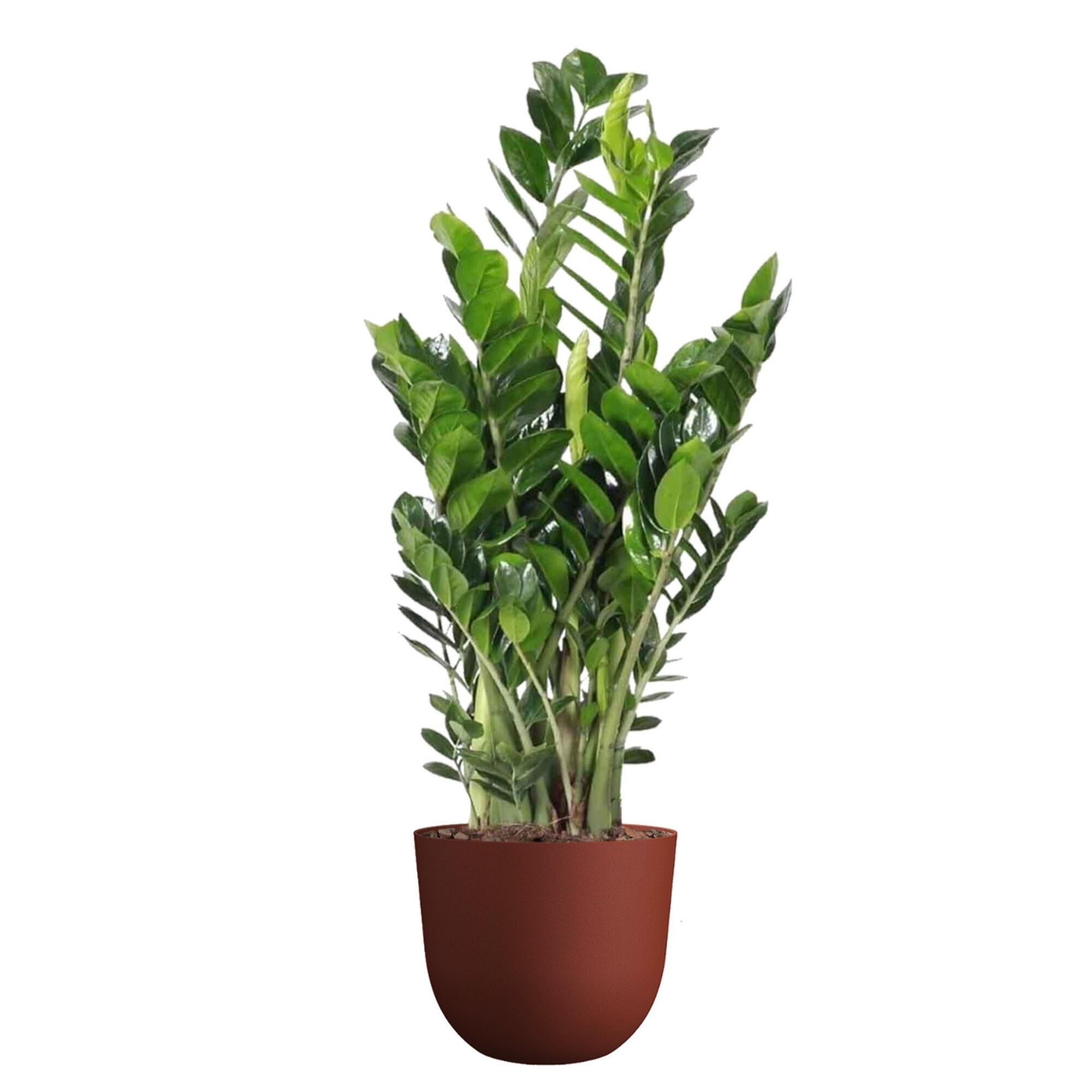 Planta verde zamioculcas zamiifolia en maceta de 30 cm