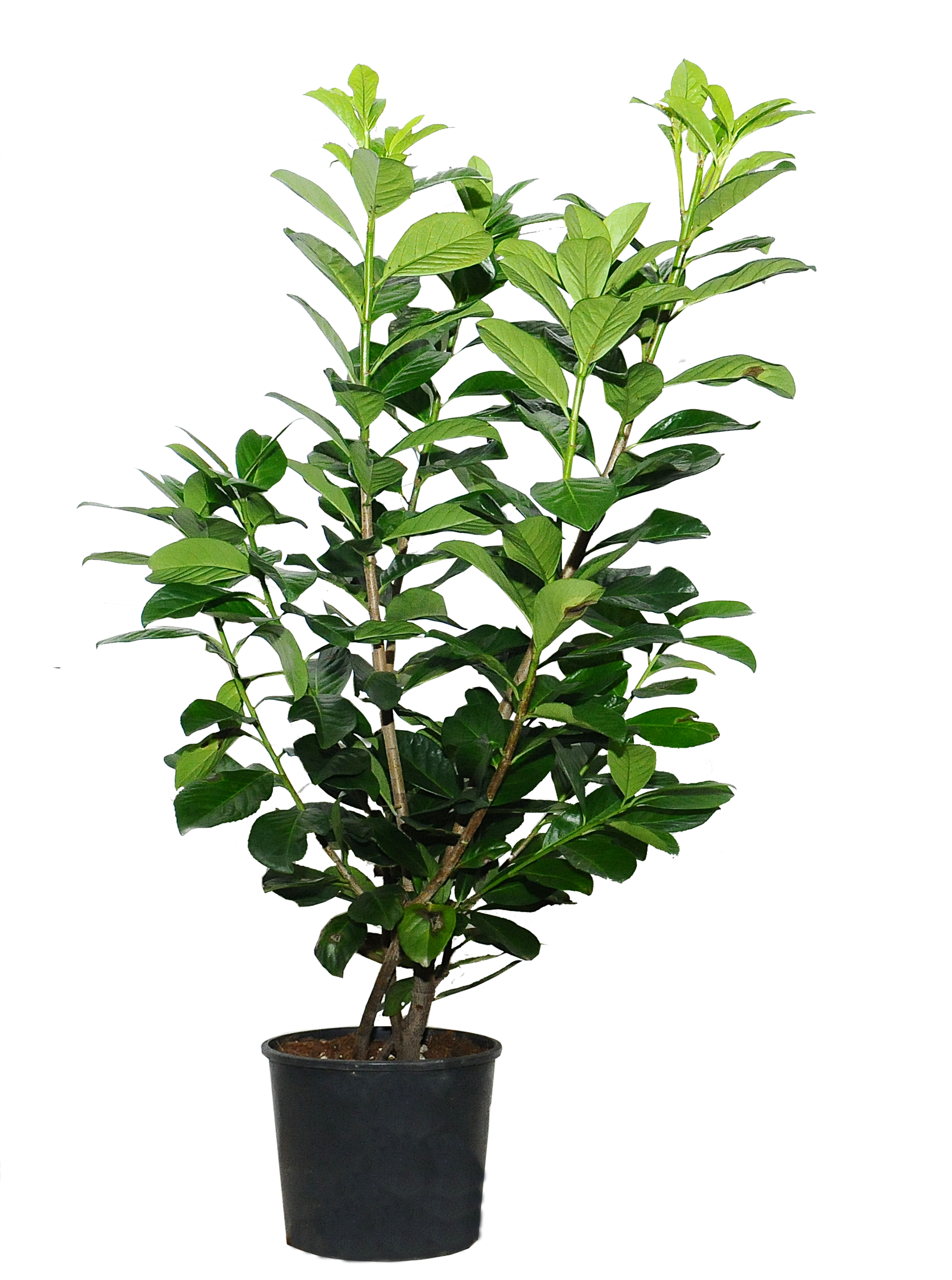 Laurowiśnia 80-100 cm