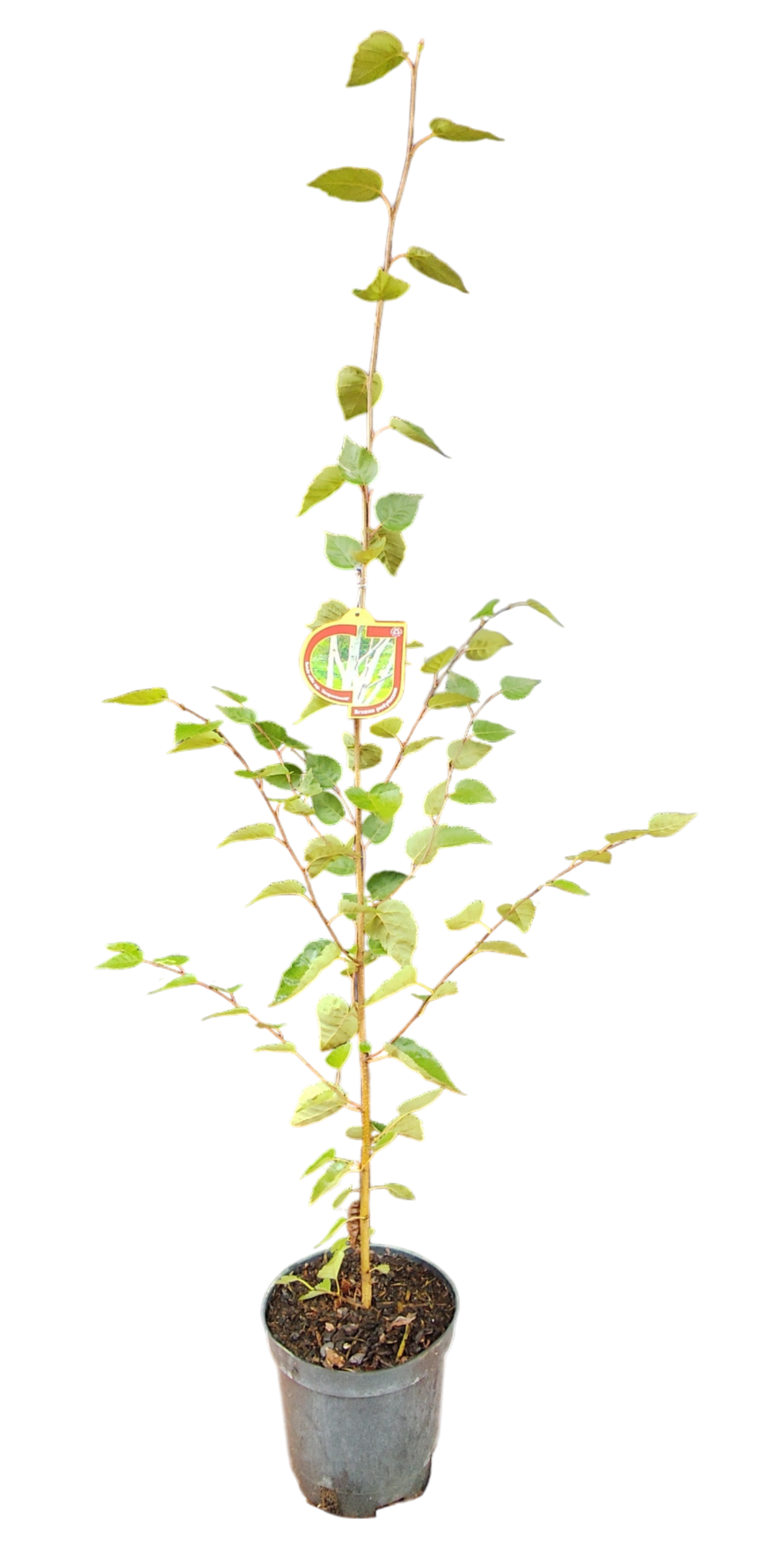 Brzoza 80-120 cm
