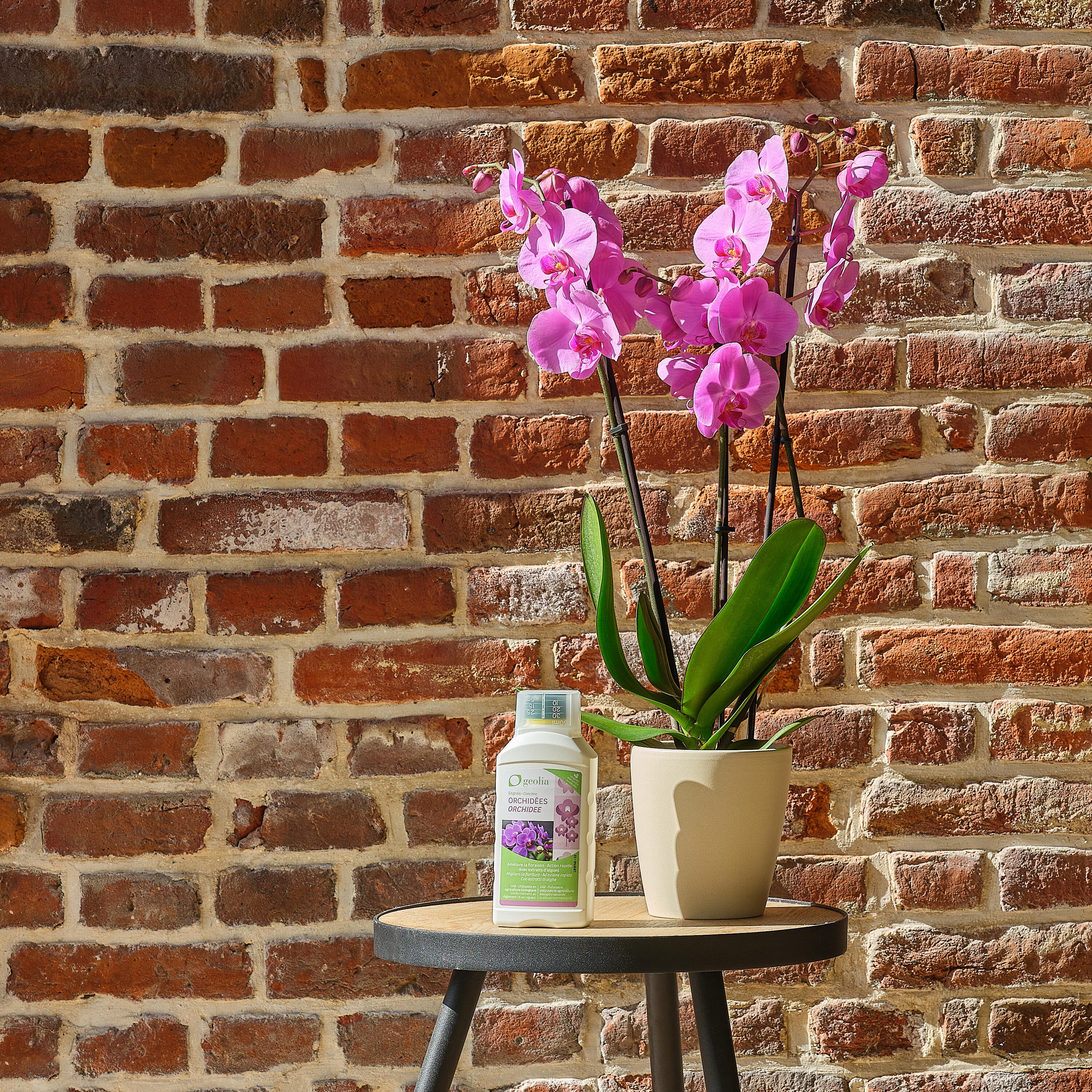 Concime liquido GEOLIA per pianta fiorita BIO Orchidee 1 L - 5