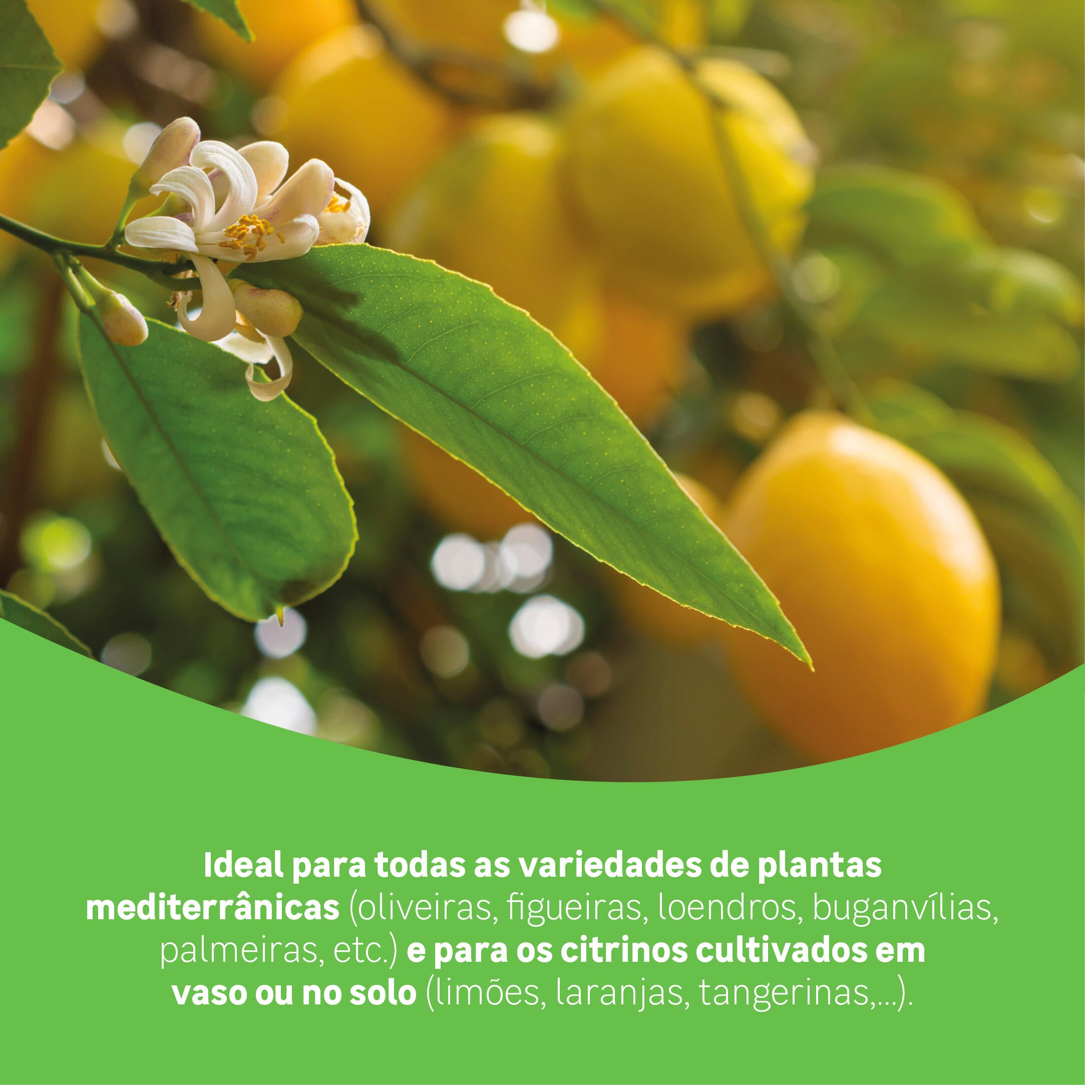 Fertilizante Organico Citrinos e Plantas Mediterraneas 1kg - 3