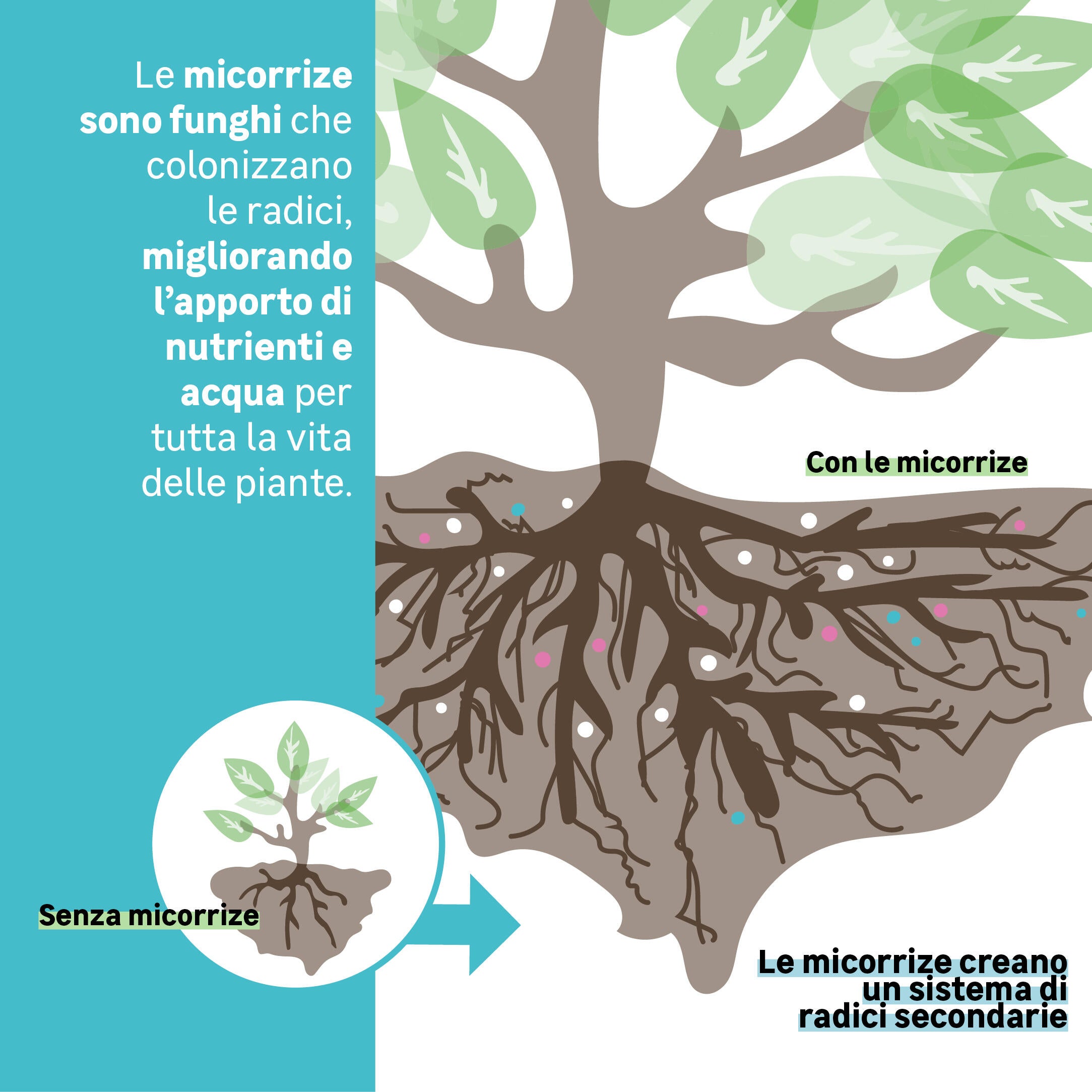 Attivatore di compostaggio granulato GEOLIA BIO 1 kg - 2