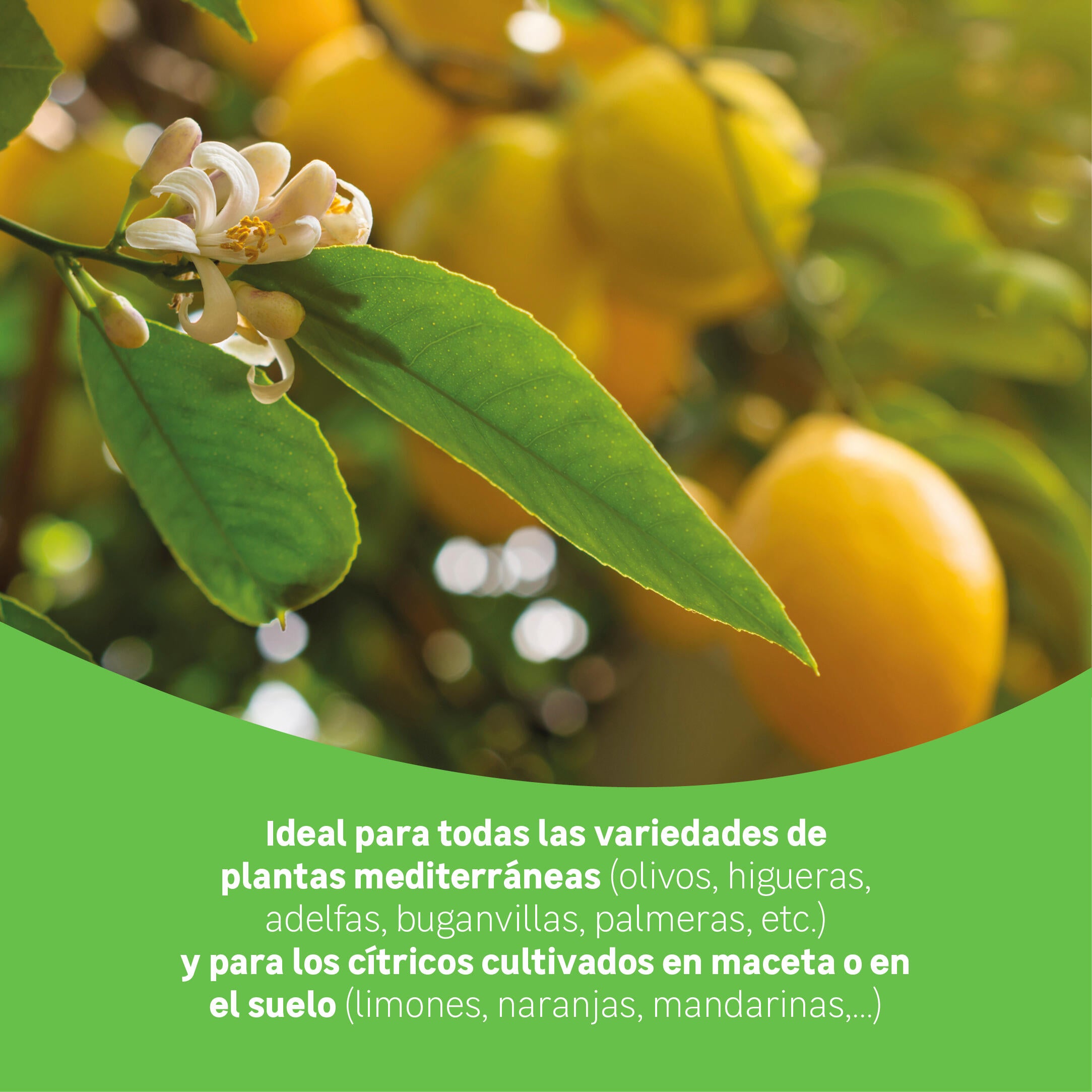 Abono cítricos GEOLIA 1 kg. - 4