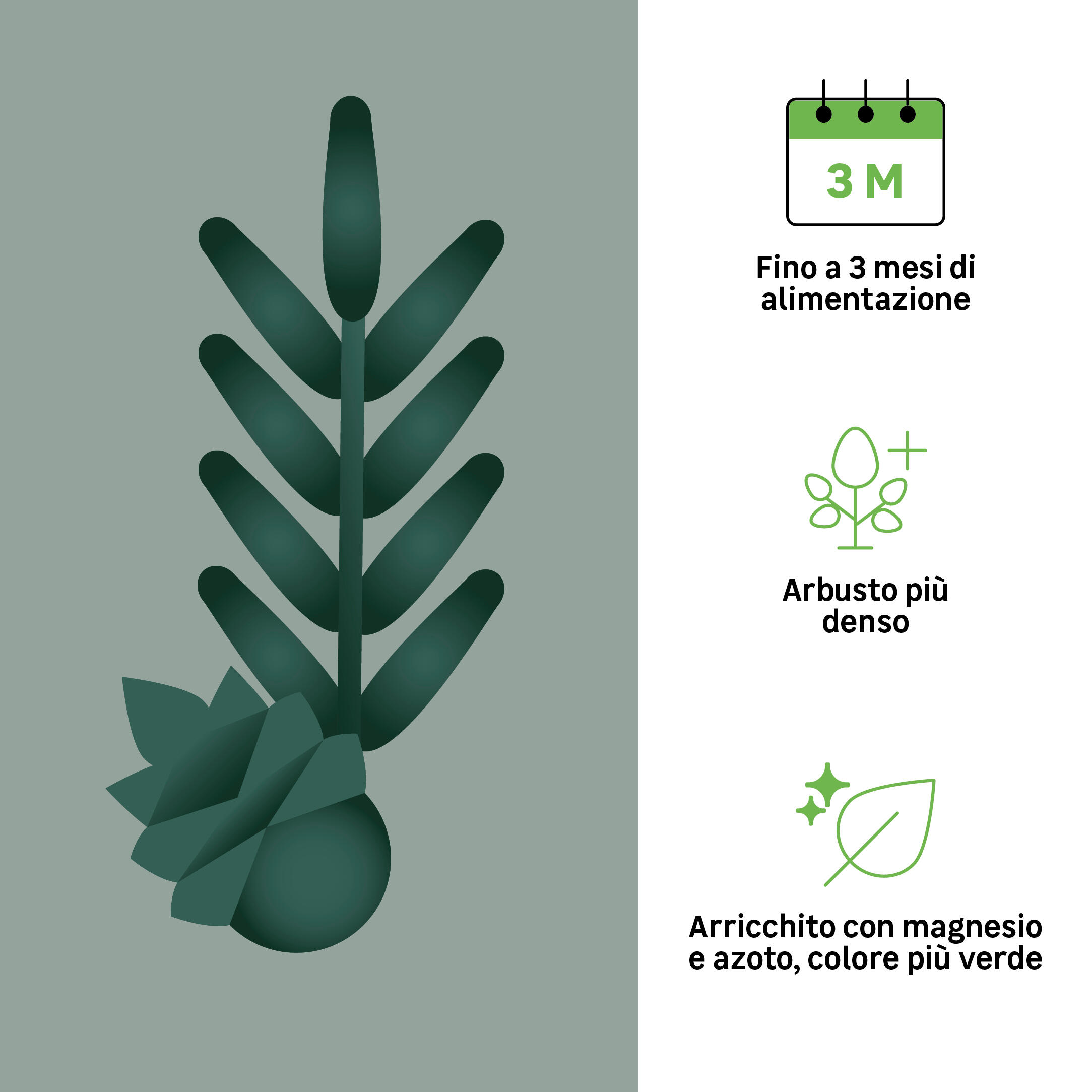 Concime granulato GEOLIA per conifere e arbusti BIO 2 kg - 2