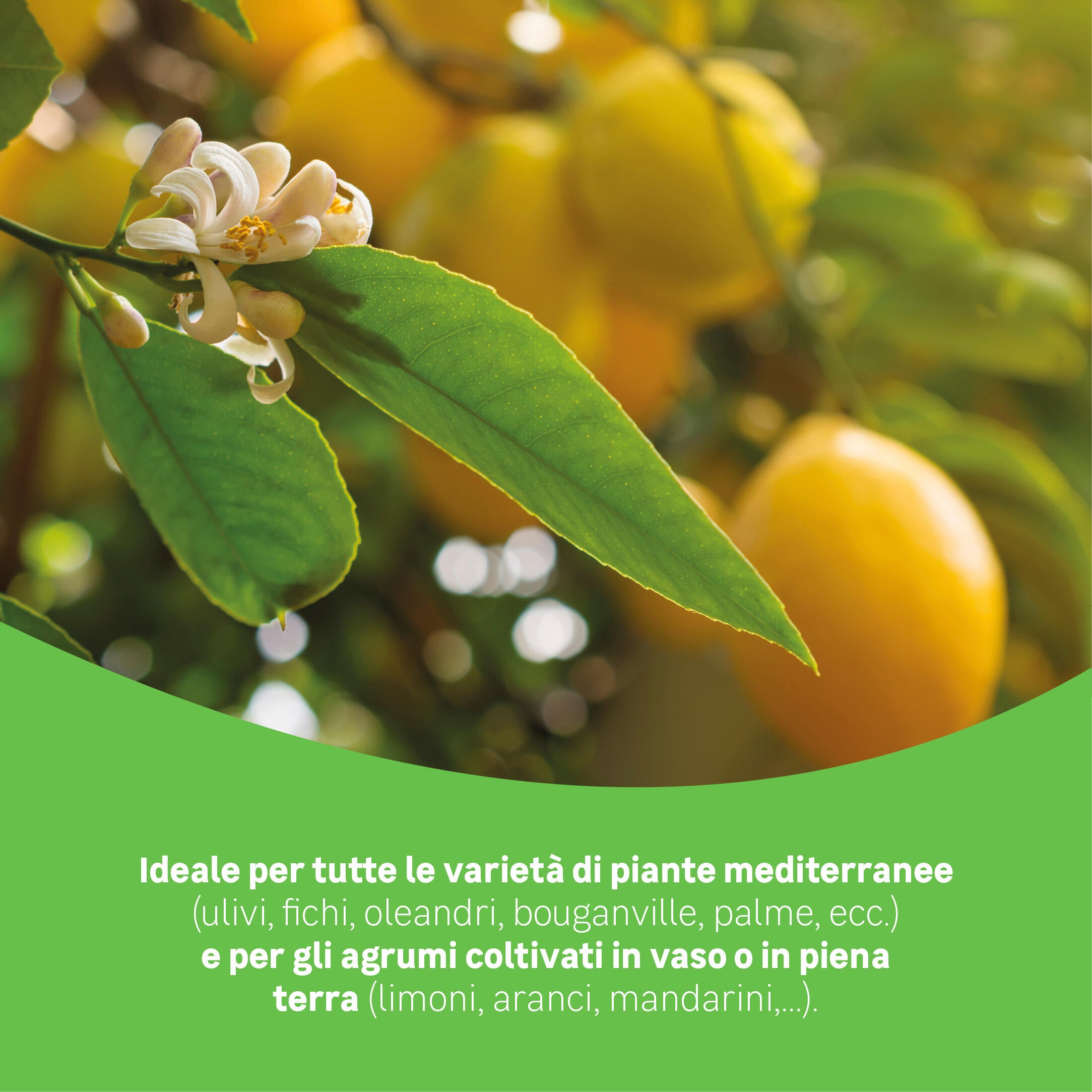 Concime granulato GEOLIA per agrumi e piante mediterranee BIO Agrumi e piante mediterranee 1 kg - 3