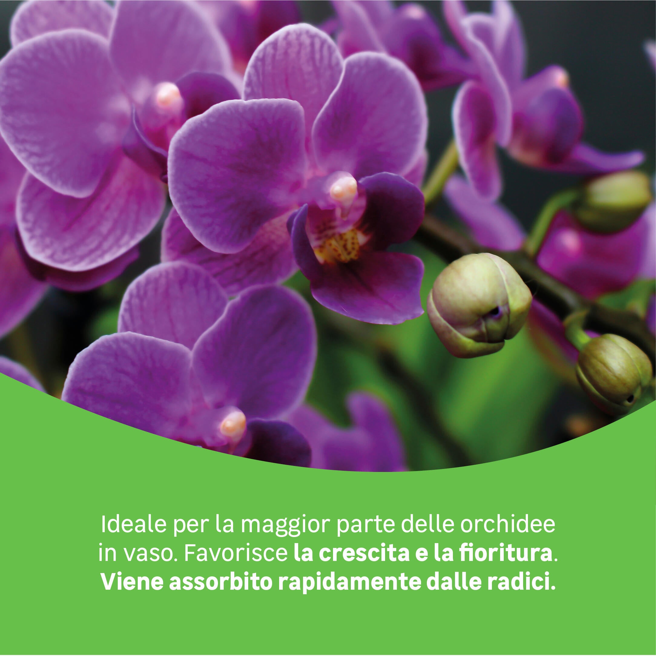 Concime liquido GEOLIA per pianta fiorita BIO Orchidee 1 L - 3