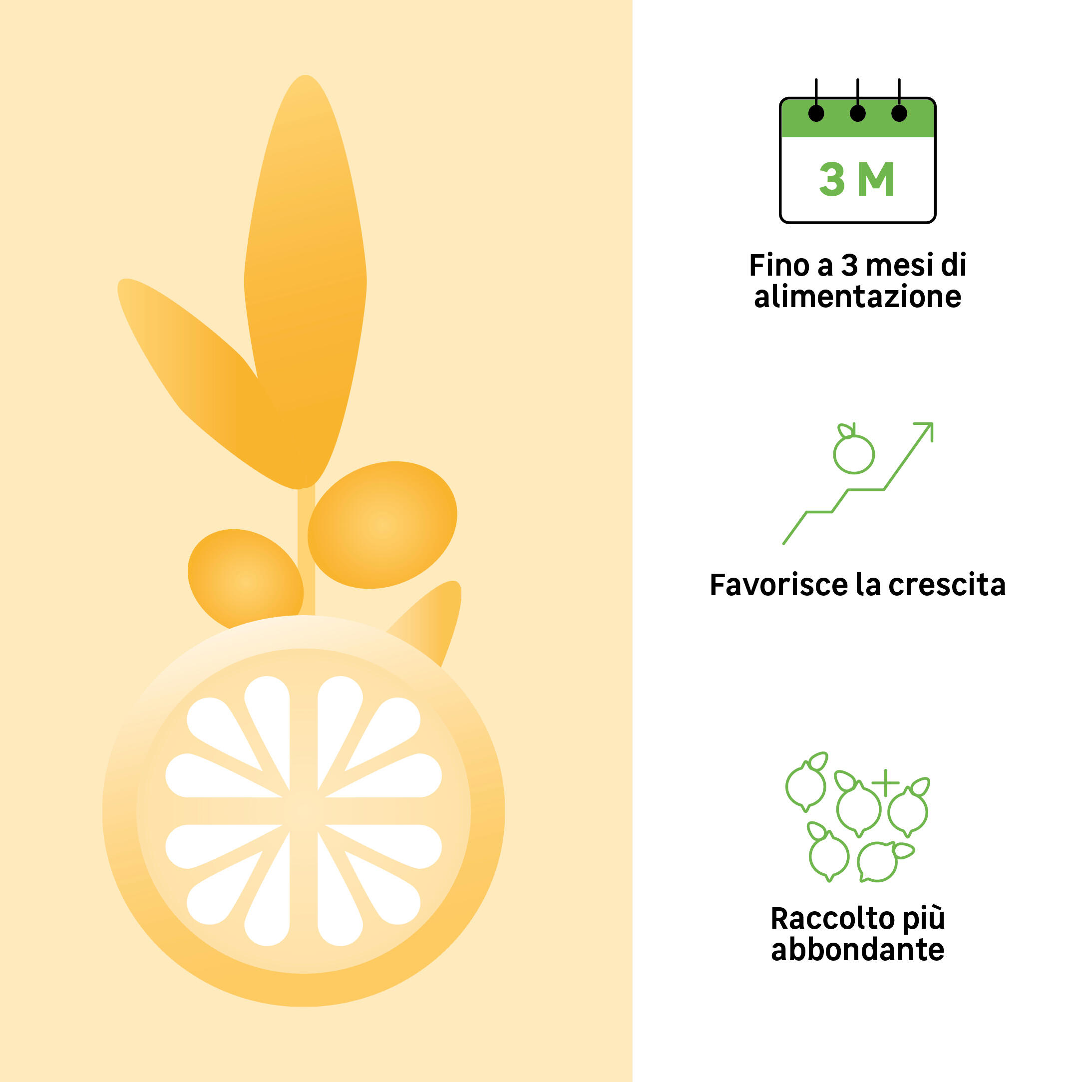 Concime granulato GEOLIA per agrumi e piante mediterranee BIO Agrumi e piante mediterranee 1 kg - 2