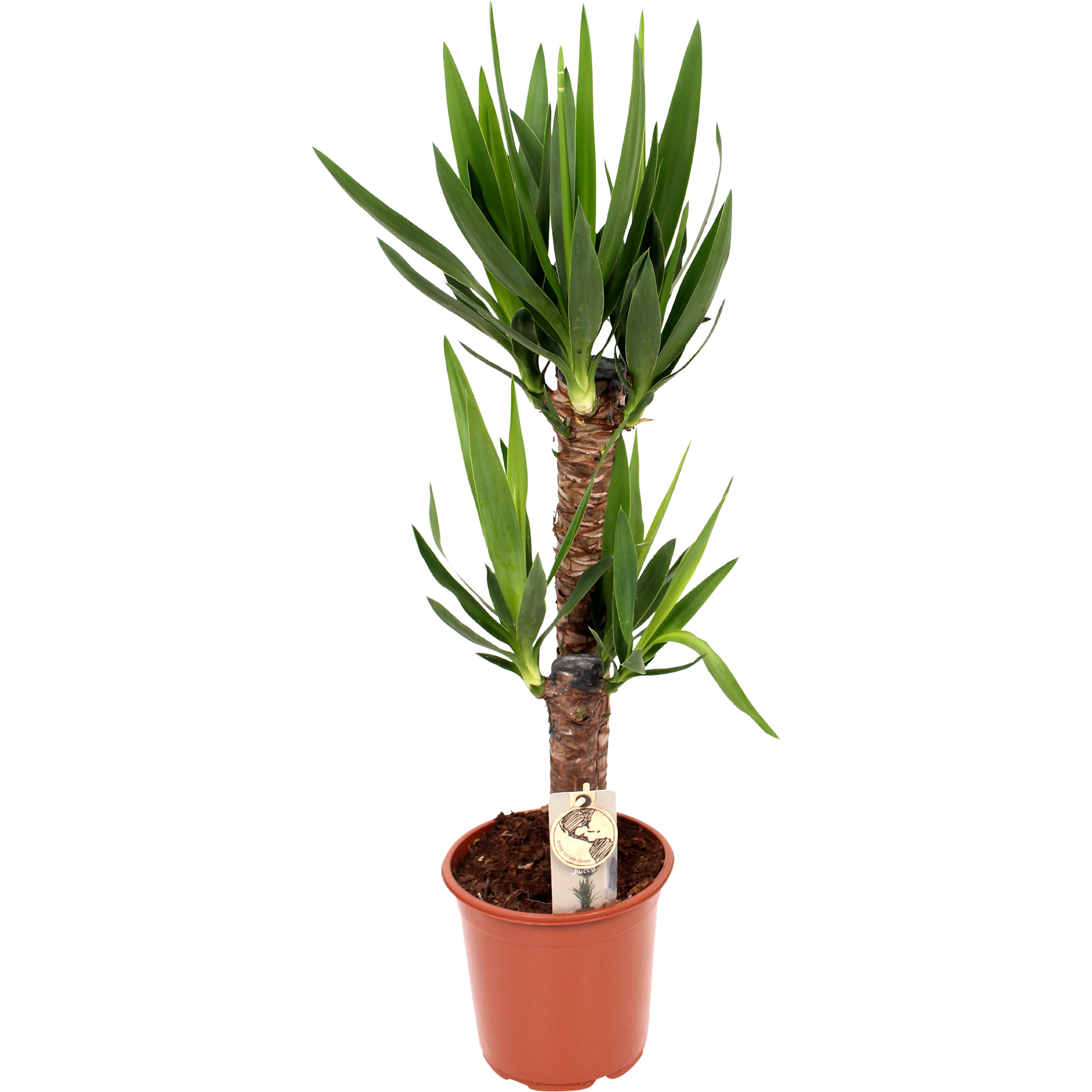 Juka 95-110 cm