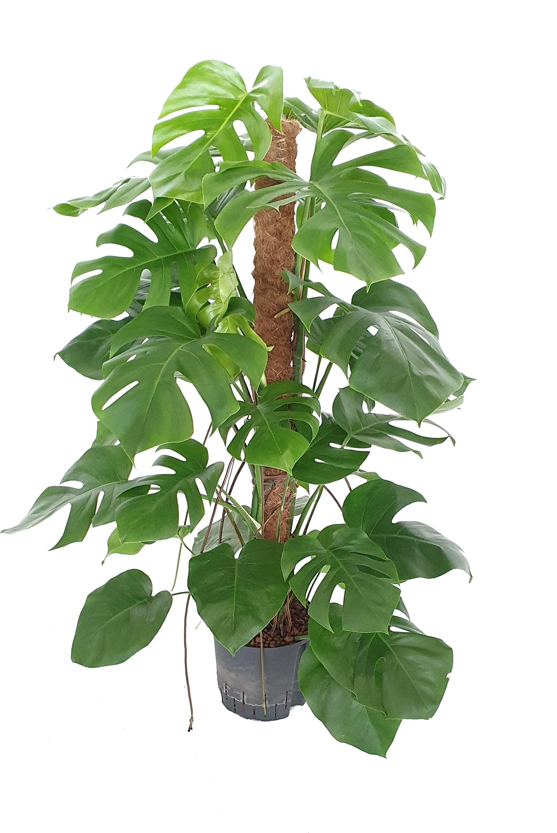 philodendron bunt Philodendron Brandi